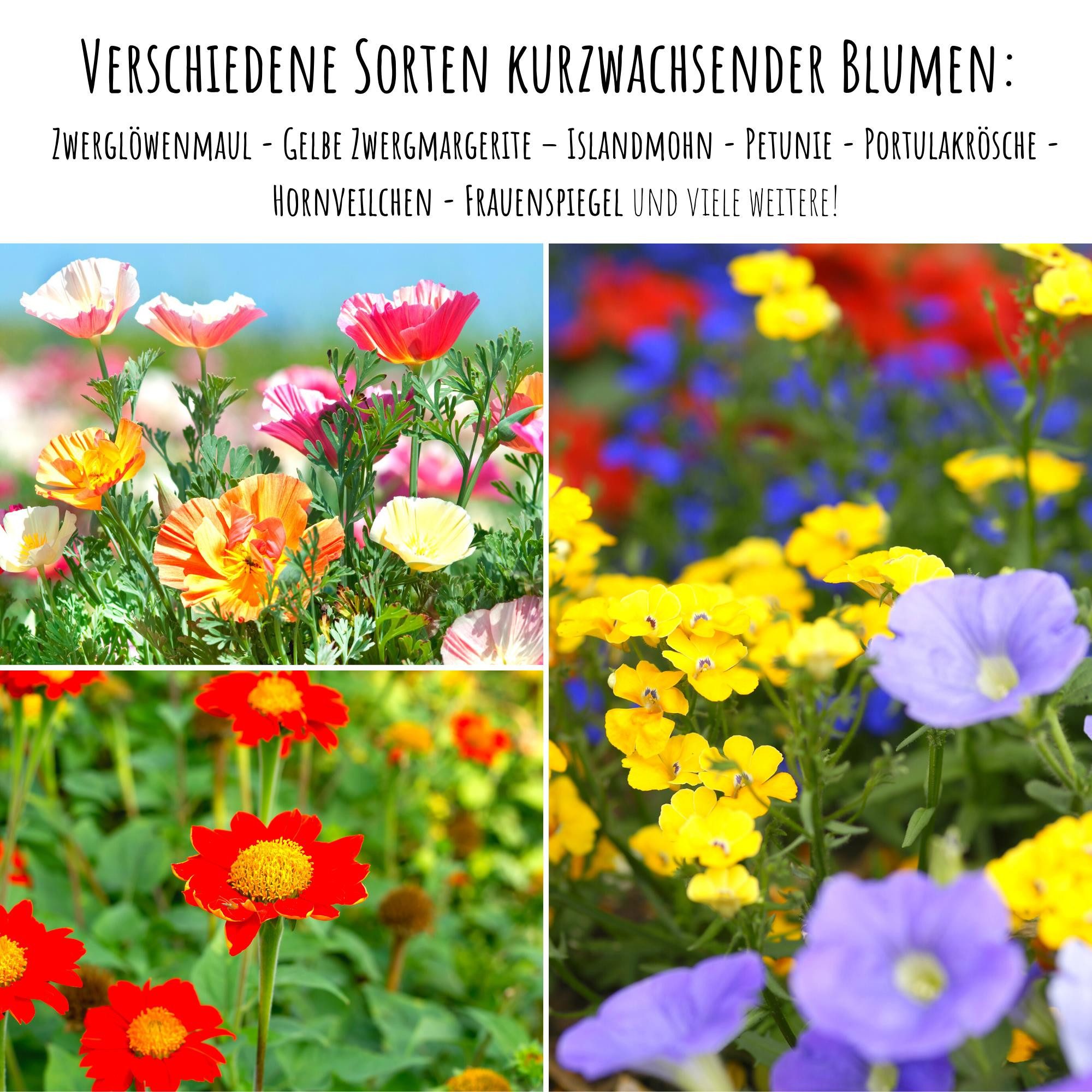 HappySeed Blumensamen Blumensamen Balkonkasten Mischung - Farbenfroher Blumen Mix, Blumen