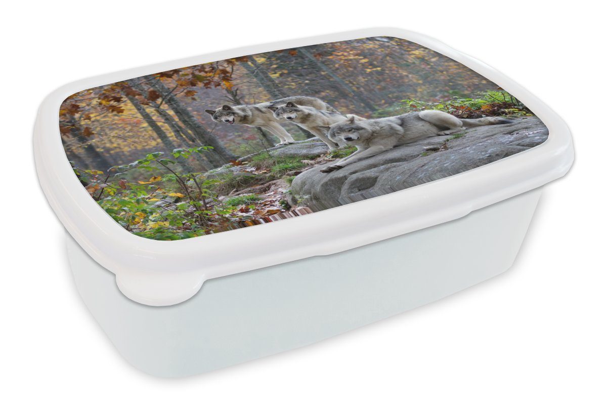 - Wald, - Mädchen Kunststoff, für Brotdose, und Jungs Brotbox Wolf für Kinder und MuchoWow Erwachsene, Lunchbox weiß (2-tlg), Herbst
