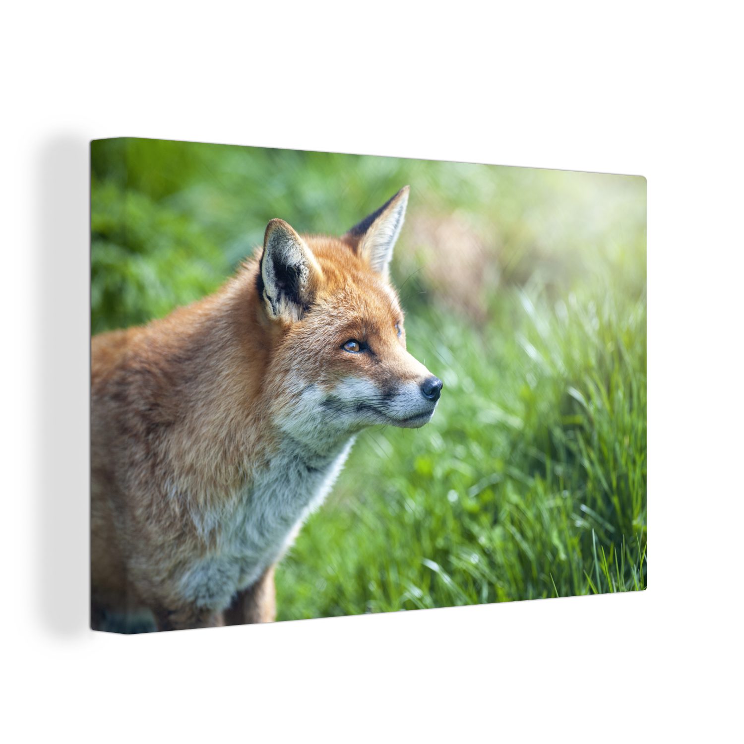 OneMillionCanvasses® Leinwandbild Tiere - Gras - Fuchs, (1 St), Wandbild Leinwandbilder, Aufhängefertig, Wanddeko, 30x20 cm
