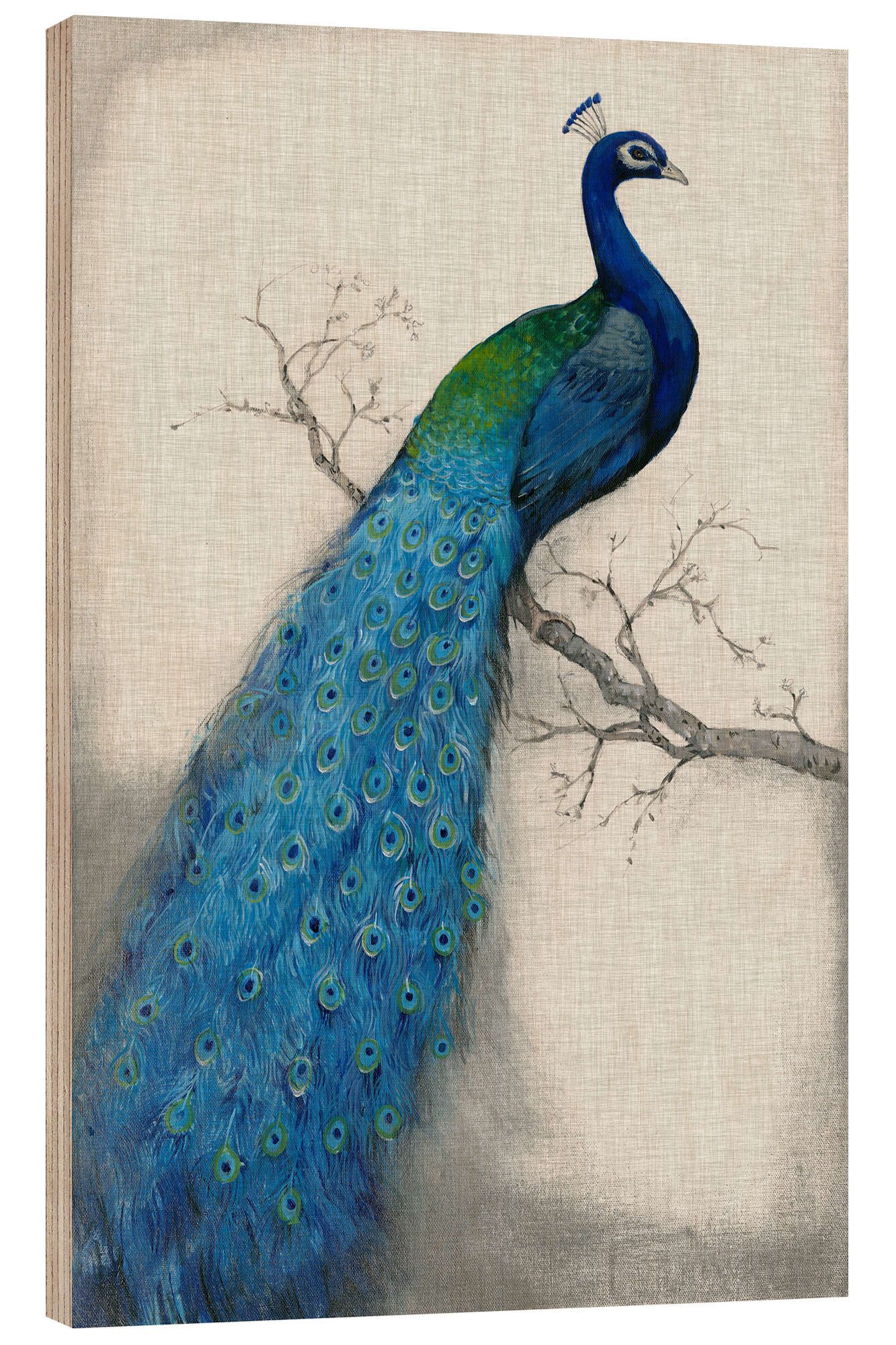 Posterlounge Wandbild Blauer Pfau I, Tim O'Toole, erhältlich als Poster, Leinwandbild, Wandsticker oder Acrylglasbild