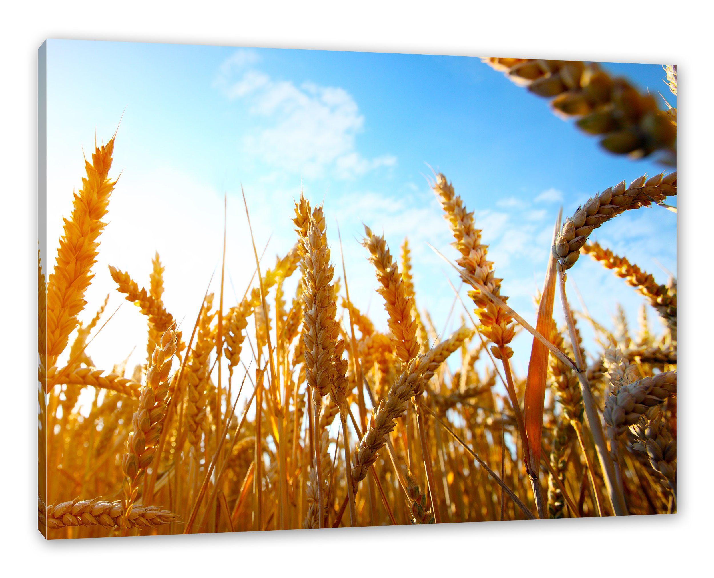 fertig Leinwandbild Sonnenschein, Leinwandbild Zackenaufhänger im Sonnenschein im Getreide Pixxprint St), Getreide (1 inkl. bespannt,