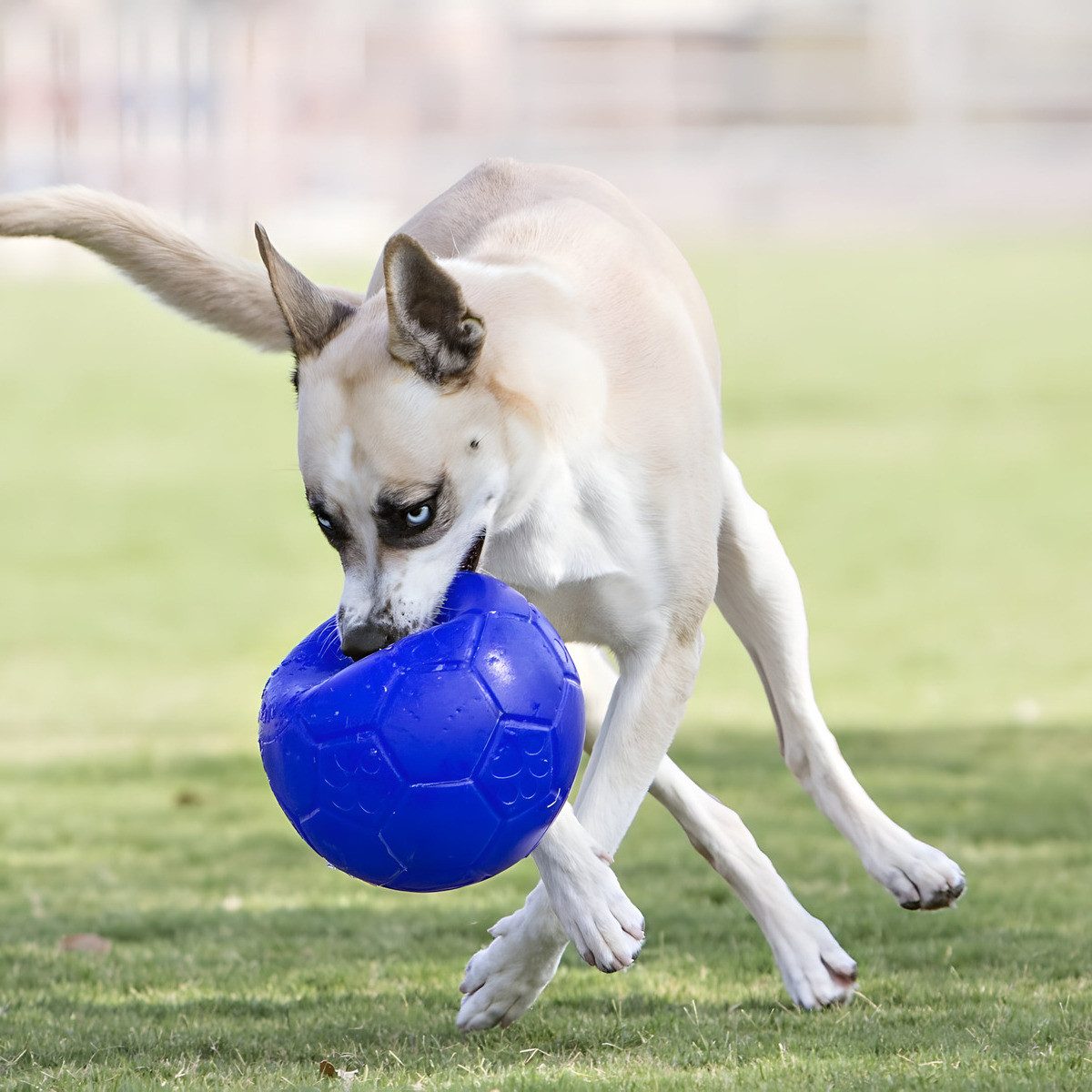 Holland Animal Care Tierball Hundespielzeug Fußball blau