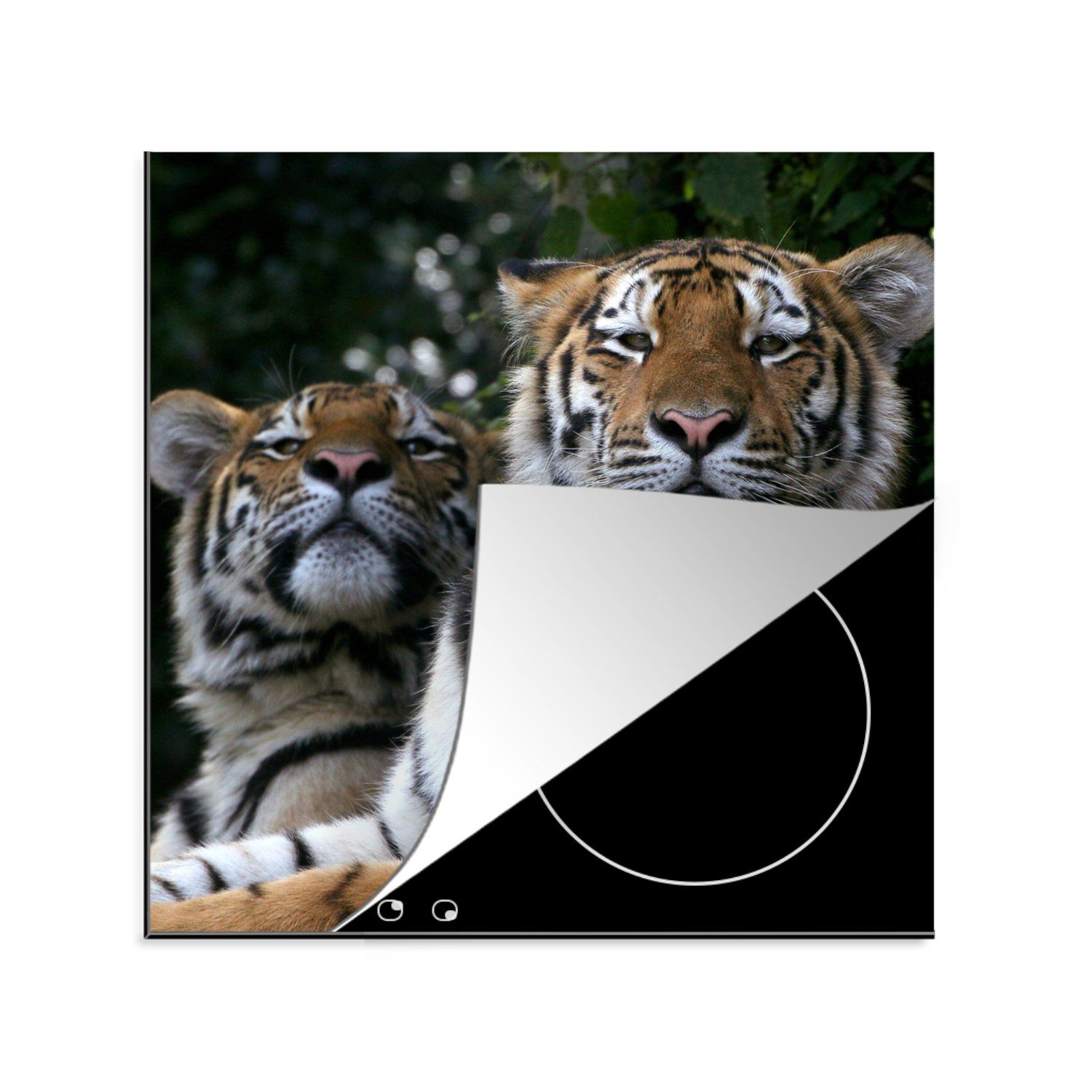 MuchoWow Herdblende-/Abdeckplatte Porträt von zwei sibirischen Tigern, Vinyl, (1 tlg), 78x78 cm, Ceranfeldabdeckung, Arbeitsplatte für küche