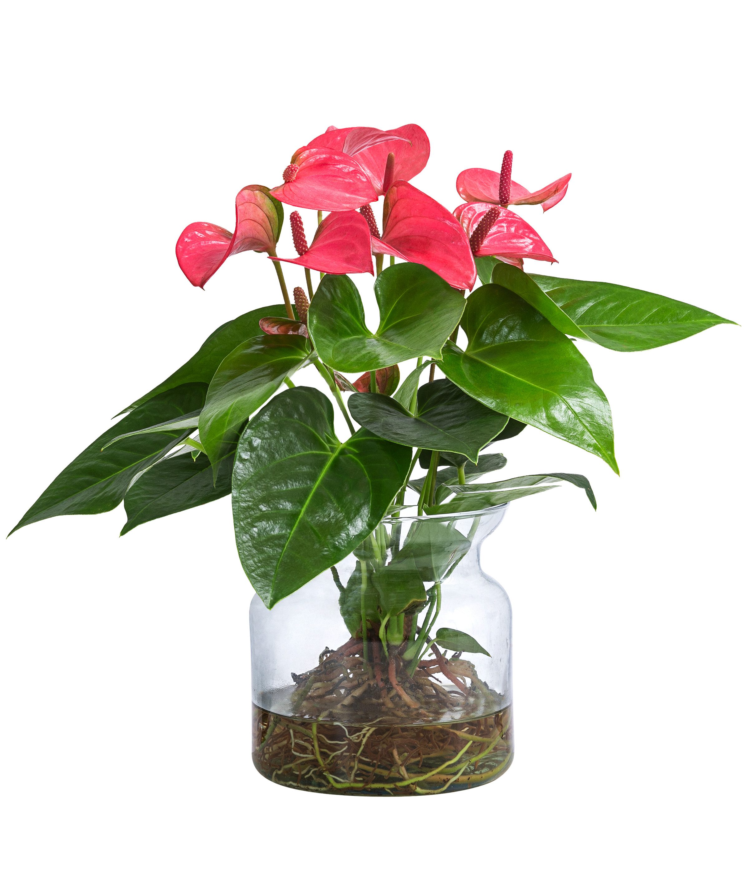 Dehner Zimmerpflanze Waterplant Flamingoblume, Anthurium Rosa Champion, Ø 16 cm x 35 cm, pflegeleichte Wasserpflanze im Glas