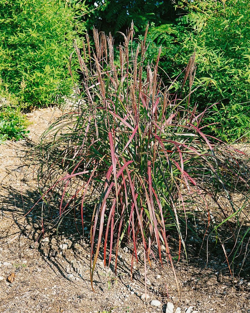 Pflanzen für Dich Gräser Miscanthus sinensis Flammenmeer, 1 St., Chinaschilf, Silbergras, rote Halme, winterhart