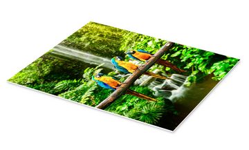 Posterlounge Forex-Bild Editors Choice, Drei Aras vor einem Wasserfall, Fotografie
