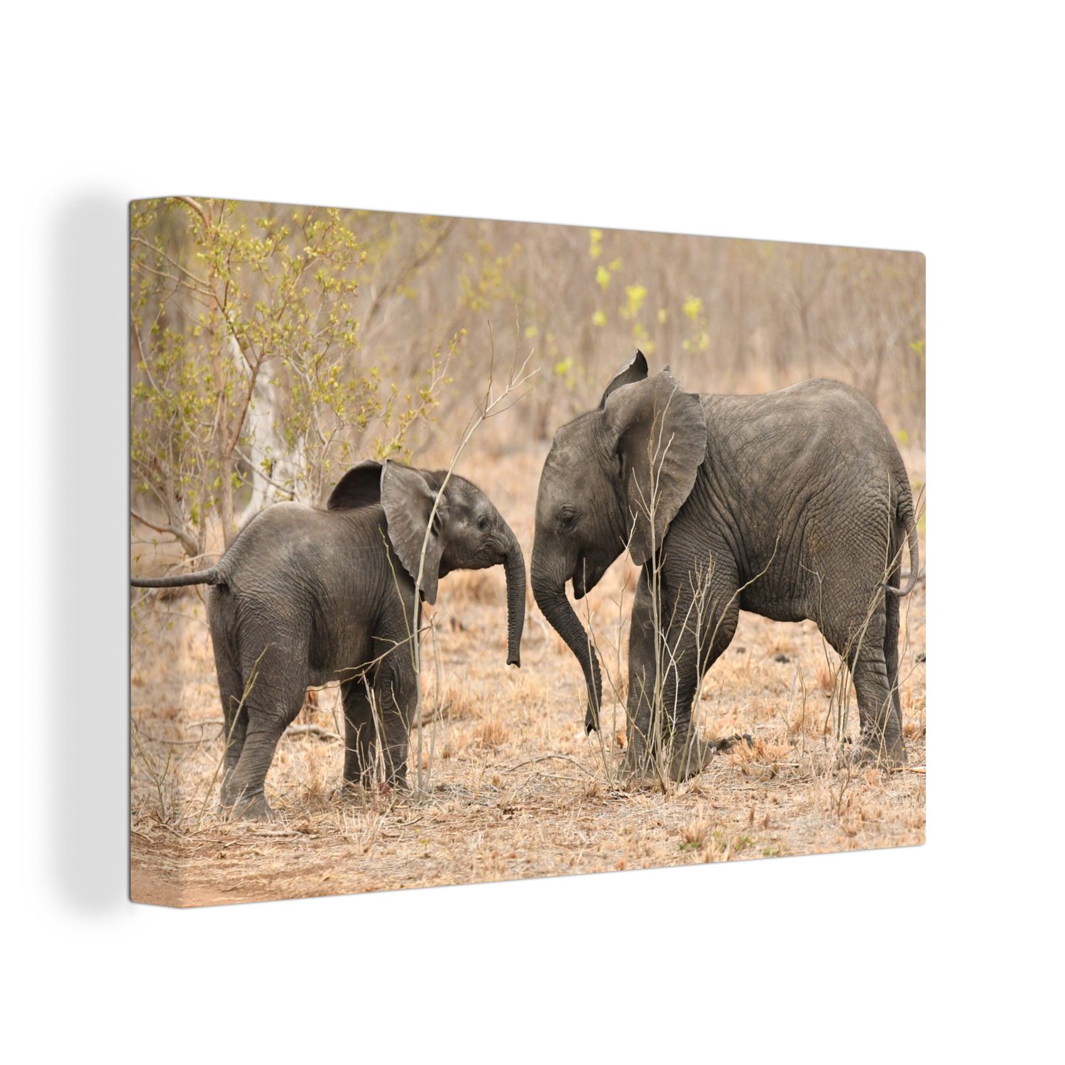 OneMillionCanvasses® Leinwandbild Wandbild cm Elefanten, 30x20 (1 St), Aufhängefertig, Wanddeko, junge Zwei Leinwandbilder
