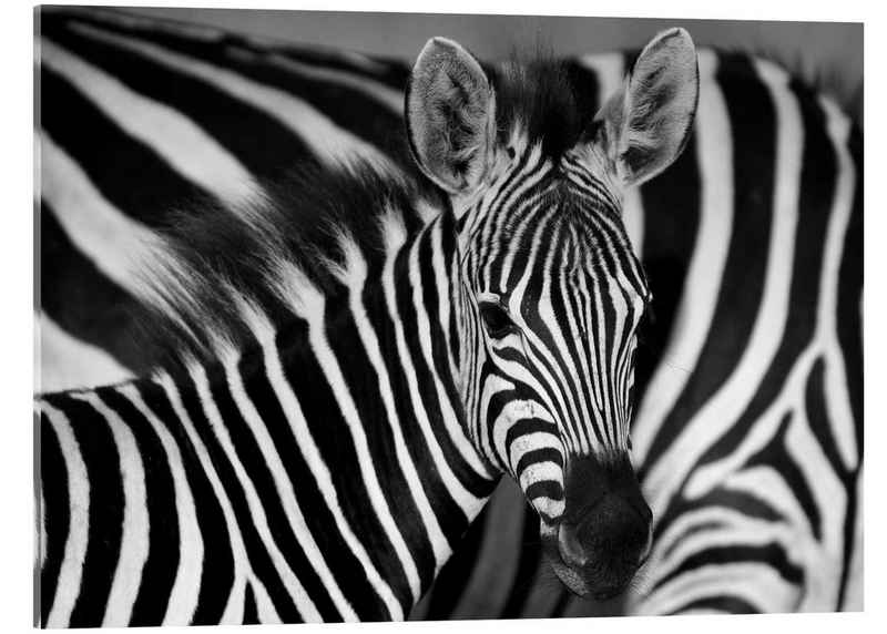 Posterlounge Acrylglasbild HADYPHOTO, Zebra schwarz-weiß, Fotografie