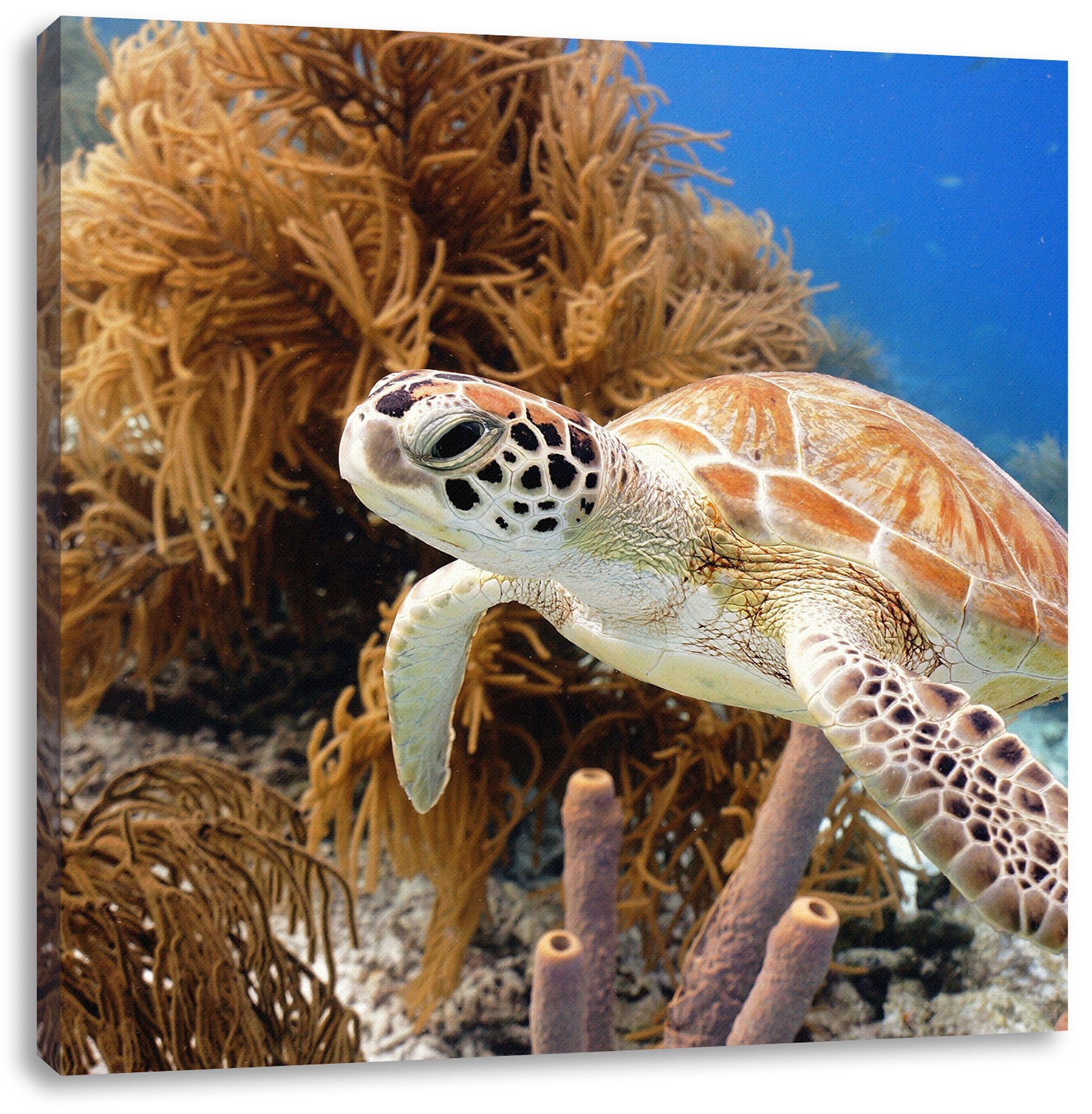 Meeresschildkröte, Leinwandbild Zackenaufhänger Meeresschildkröte fertig bespannt, St), (1 Pixxprint Leinwandbild inkl.