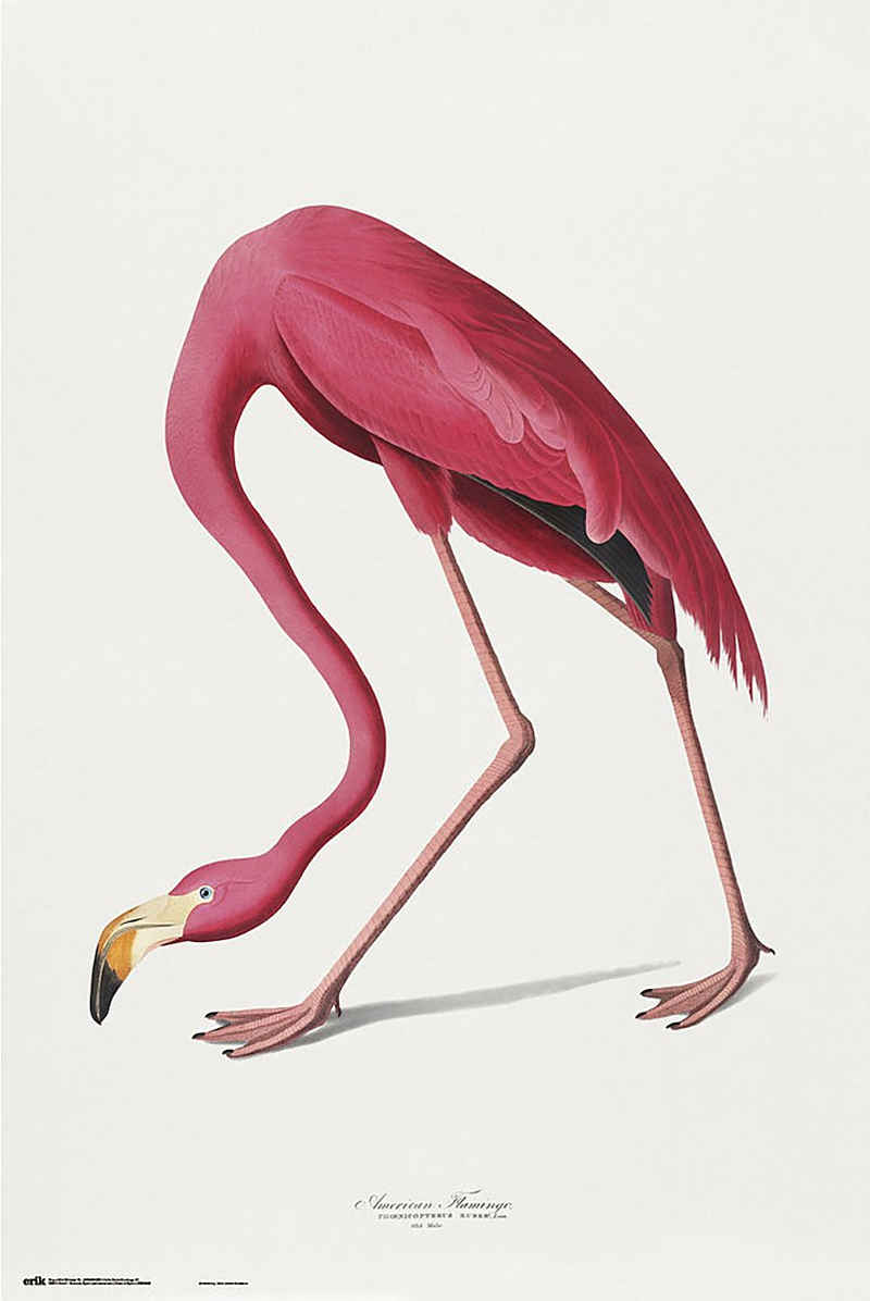 Grupo Erik Poster American Flamingo Poster Vintage 61 x 91,5 cm