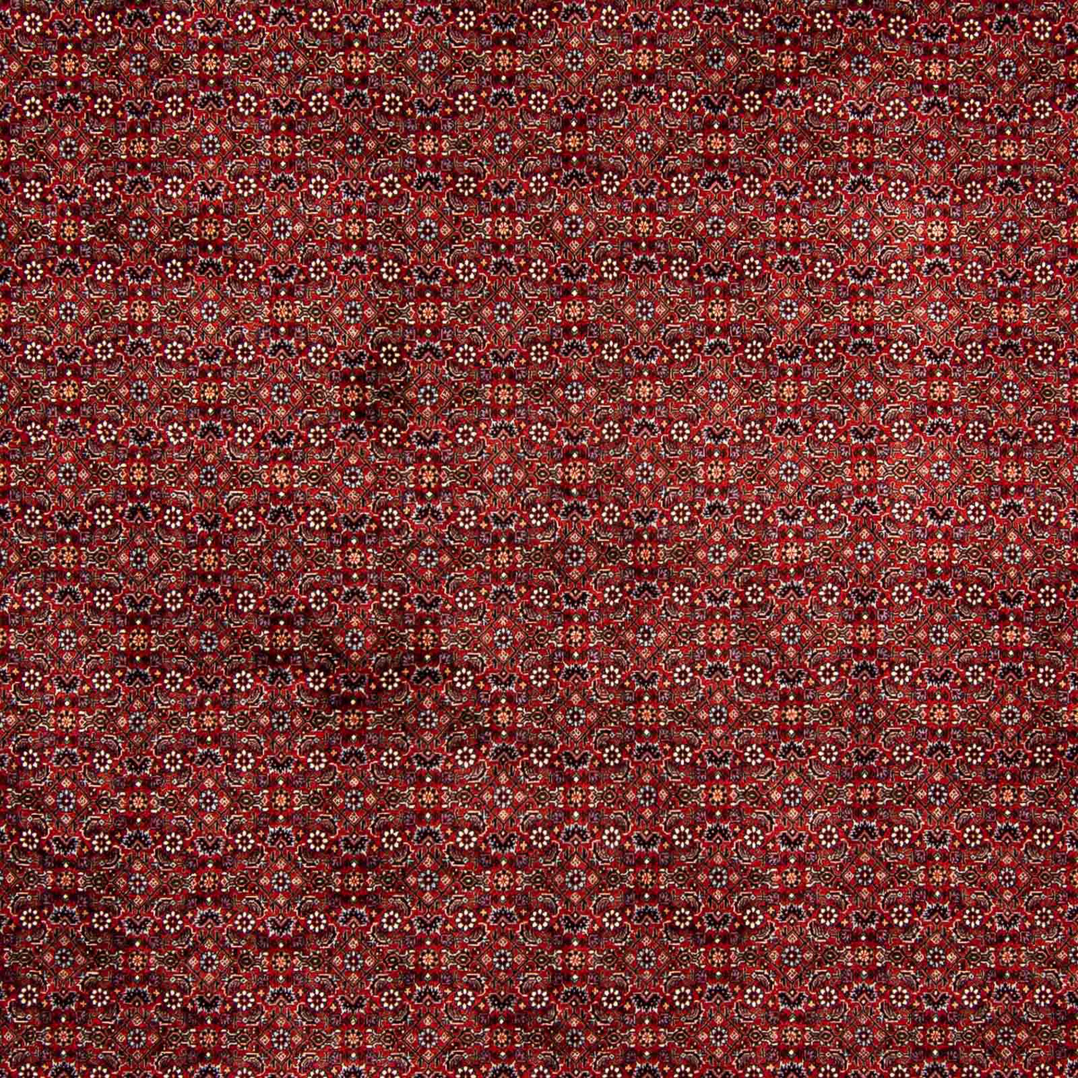 Orientteppich mit Wohnzimmer, mm, cm 299 - Einzelstück 392 Bidjar morgenland, Handgeknüpft, Zertifikat Perser x - Höhe: - rechteckig, dunkelrot, 15