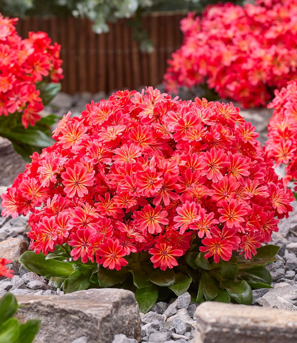 BALDUR Garten Bodendecker Lewisia 'Sunset Glow®', 1 St., Porzellanröschen, winterhart, mehrjährig, pflegeleicht