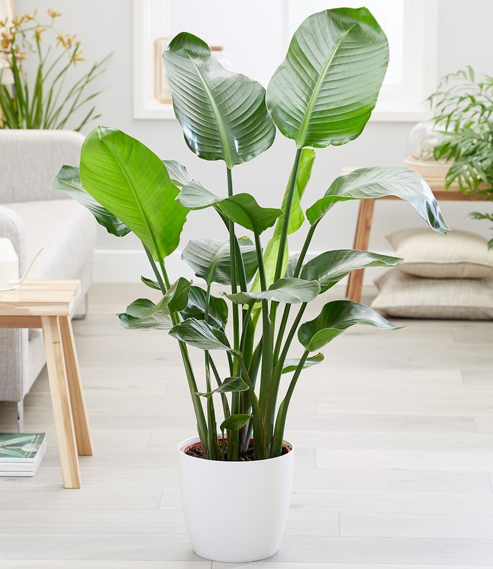 BALDUR Garten Zimmerpflanze Baumstrelitzie 'Nicolai' ca. 90 cm hoch, 1 St., Strelitziengewächs, pflegeleicht