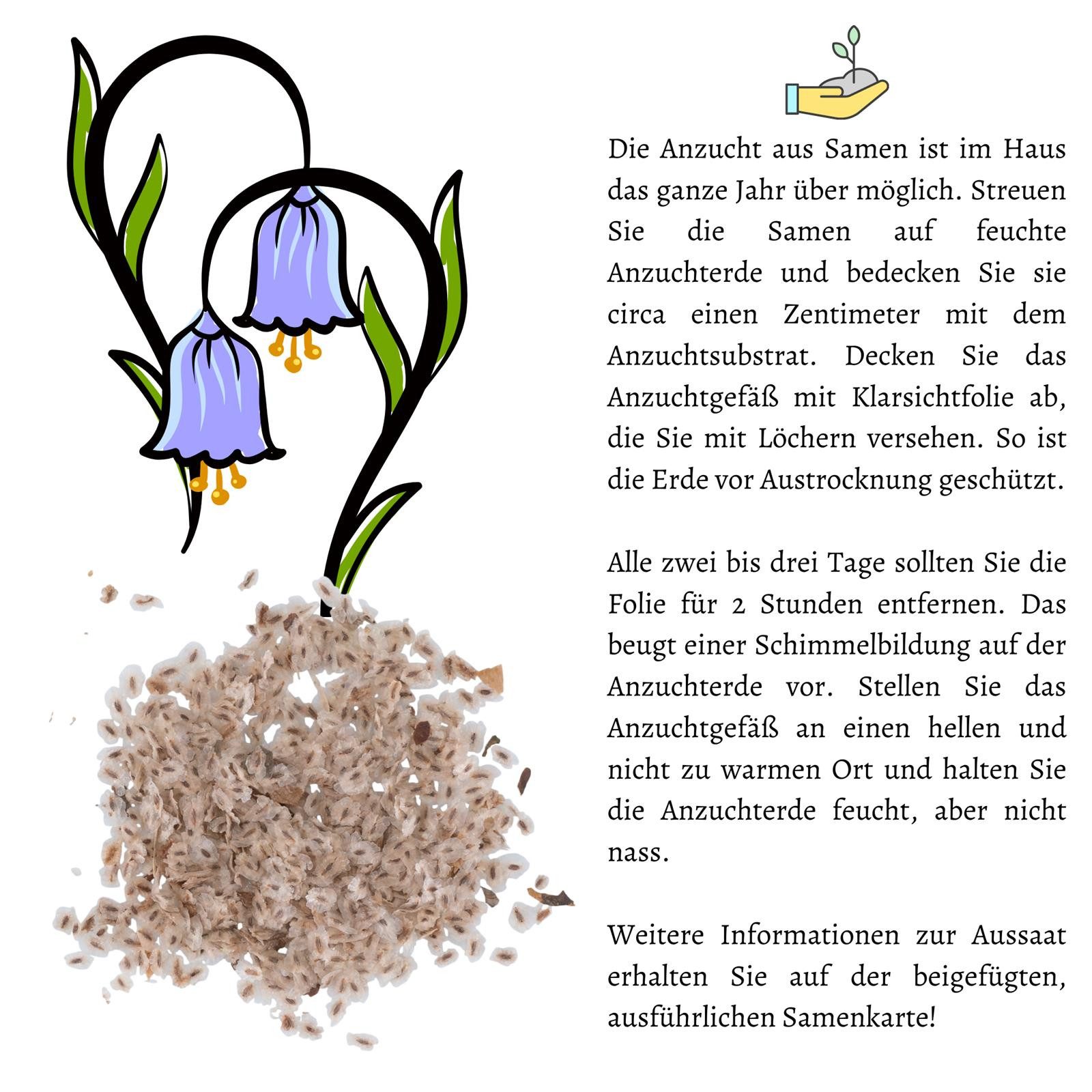 HappySeed Blumensamen Blauglockenbaum Kiribaum Samen (Paulownia tomentosa) -Schnell wachsend, schnell wachsend – Bild 5 von 5