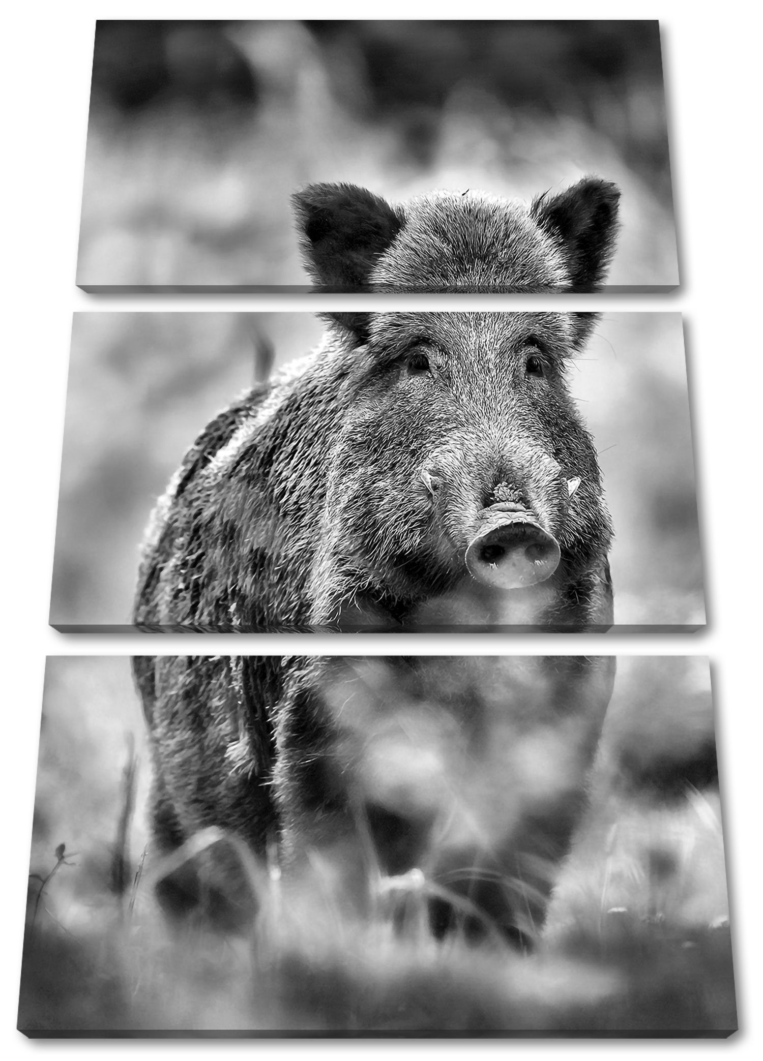 Wiese, Wildschwein Zackenaufhänger (1 fertig 3Teiler Wiese bespannt, Leinwandbild inkl. (120x80cm) Pixxprint auf Leinwandbild auf St), Wildschwein