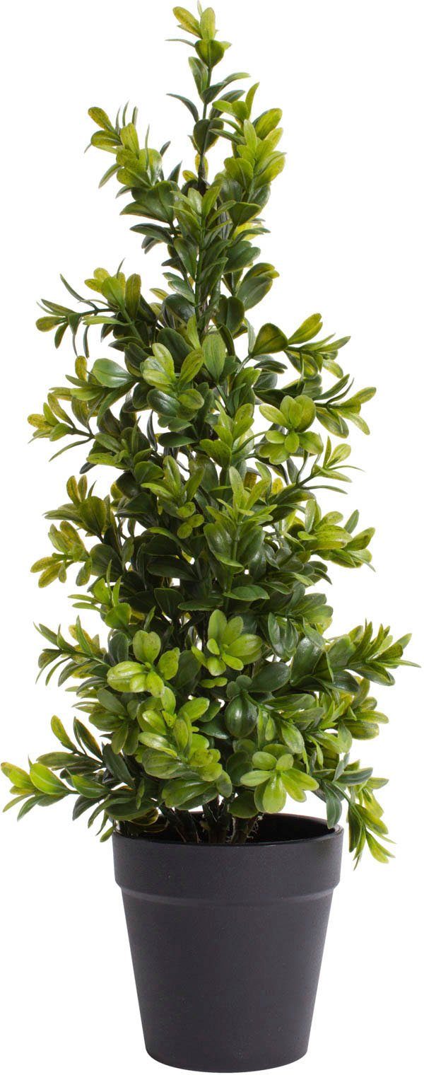 Künstliche Zimmerpflanze Buchsbaum im Topf Buchs, Botanic-Haus, Höhe 42 cm günstig online kaufen