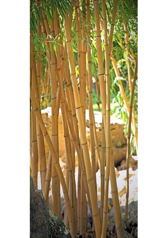 PAPERMOON Фотообои »Bamboo - Türtapet...