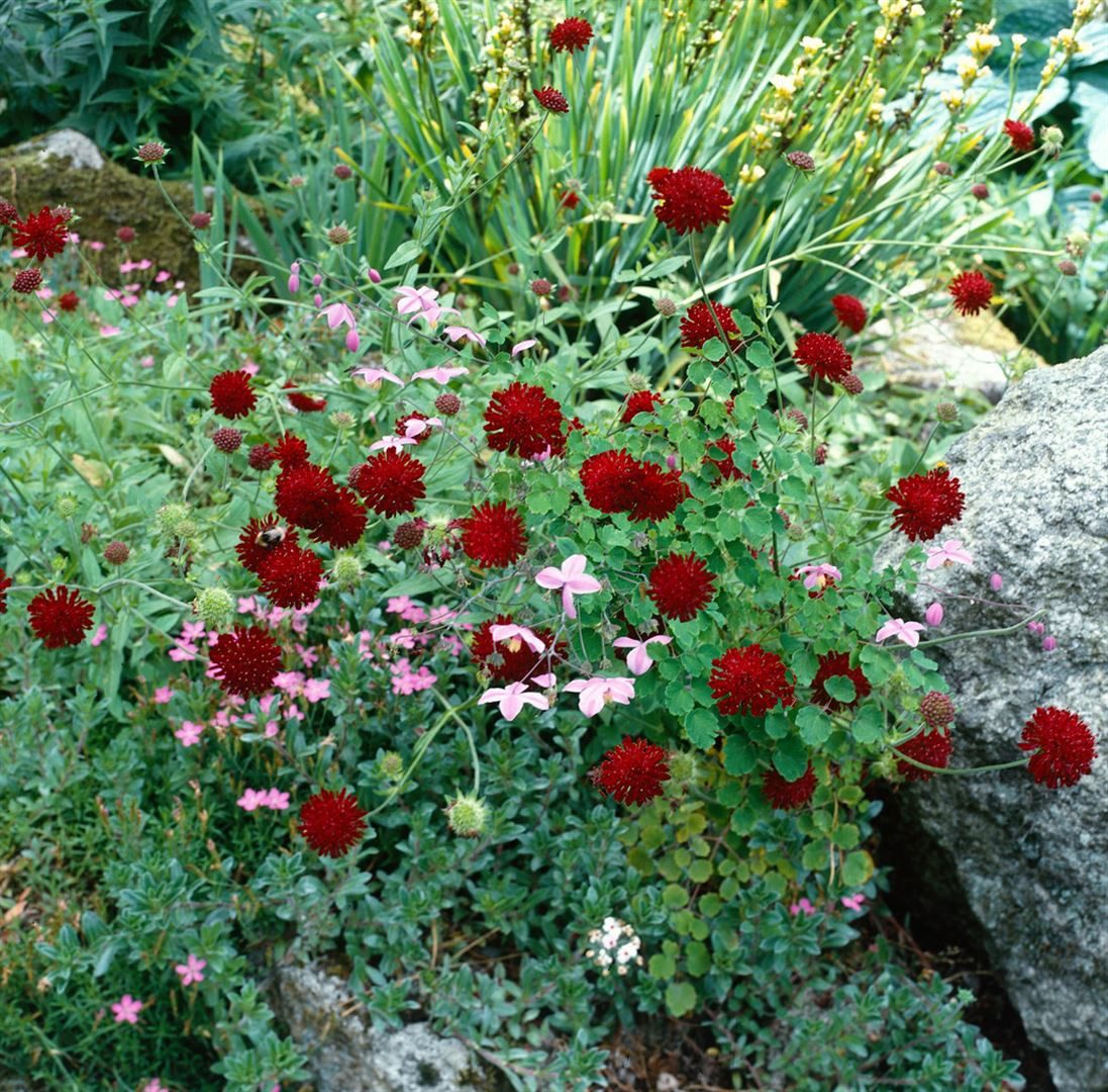Pflanzen für Dich Staude Knautia macedonica, 1 St., Mazedonische Witwenblume, Purpur-Witwenblume – Bild 3 von 4