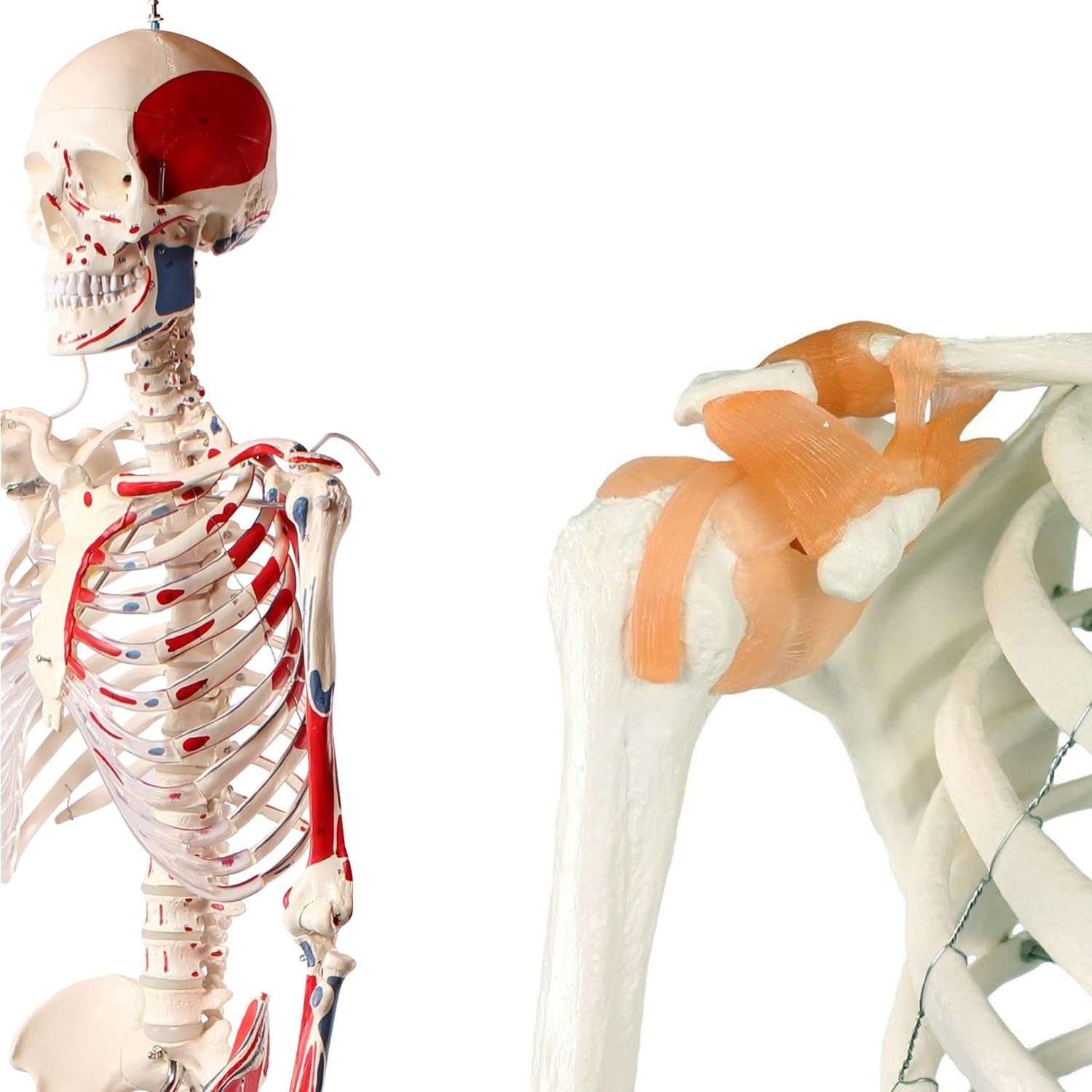 Cranstein Scientific Dekoobjekt Mini Skelett Anatomie Modell 85cm mit Nerven flexible Gelenke & Wirbe