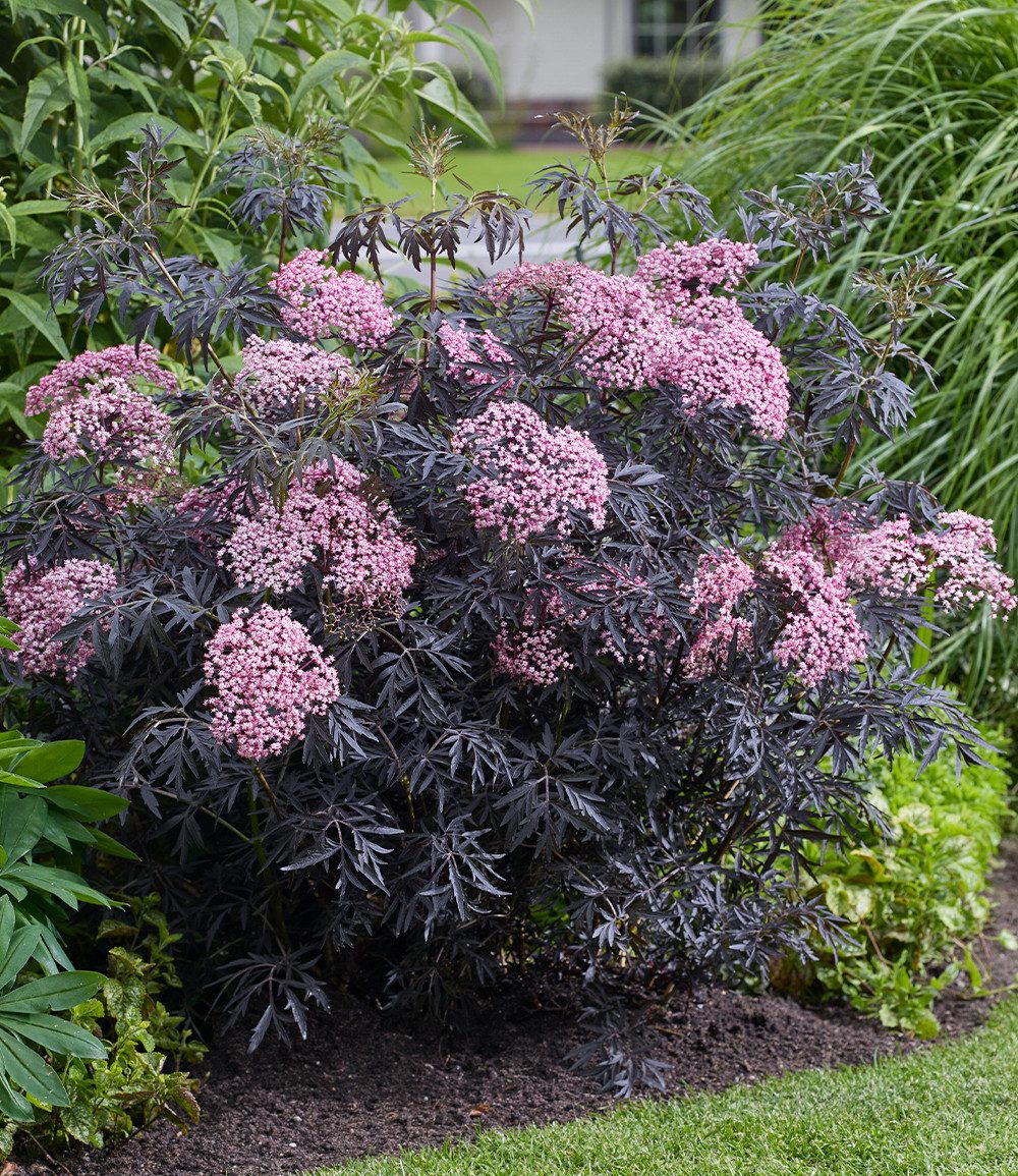 BALDUR Garten Obstpflanze Terrassen-Holunder 'Cherry Lace®', 1 St., Holunderbeeren, winterhart, mehrjährig, pflegeleicht