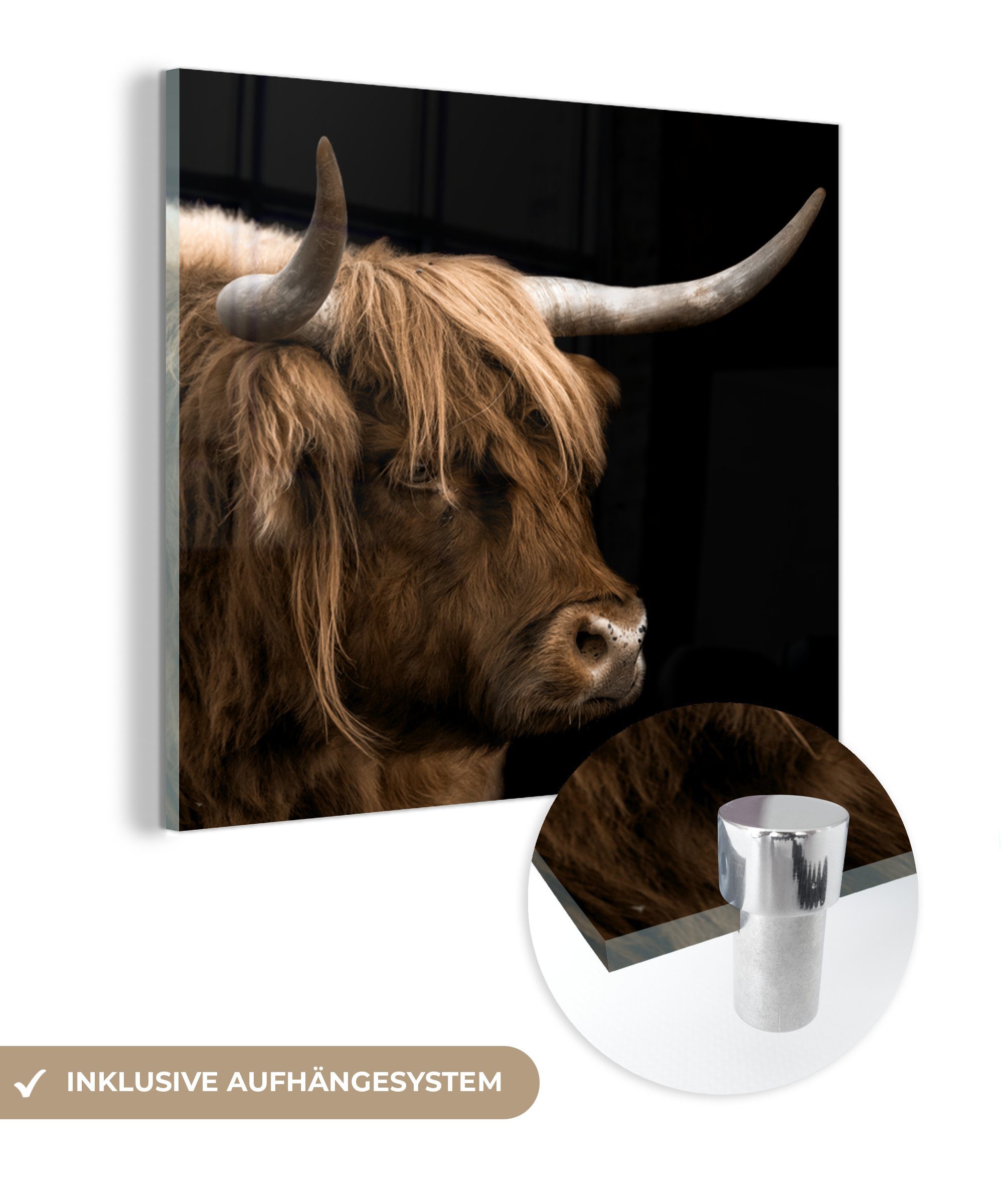 MuchoWow Acrylglasbild Schottischer Highlander - Tiere - Kuh, (1 St), Glasbilder - Bilder auf Glas Wandbild - Foto auf Glas - Wanddekoration