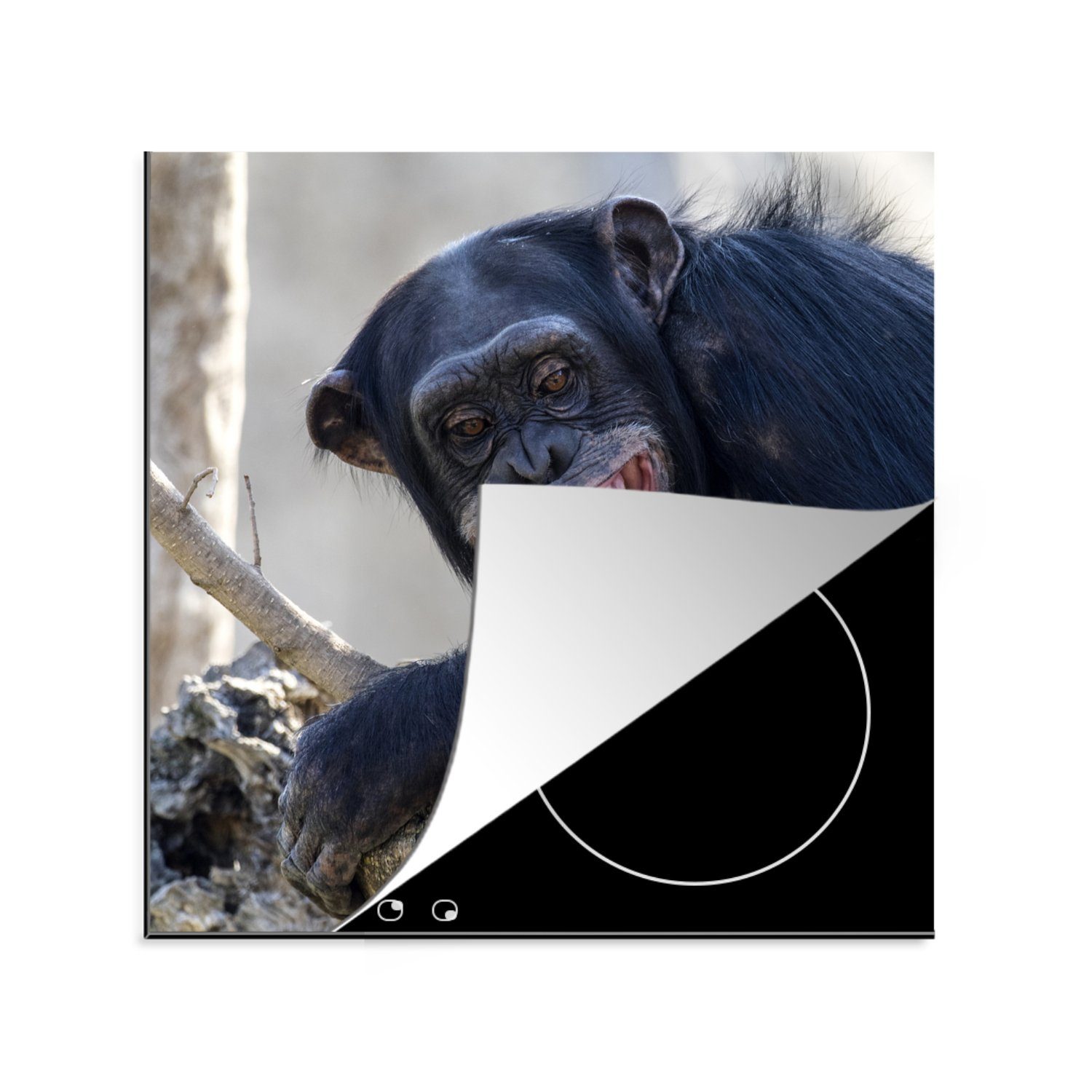 MuchoWow Herdblende-/Abdeckplatte Schimpanse - Zähne - Affe, Vinyl, (1 tlg), 78x78 cm, Ceranfeldabdeckung, Arbeitsplatte für küche