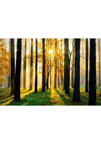 PAPERMOON Фотообои »Sunny Forest« Vl...