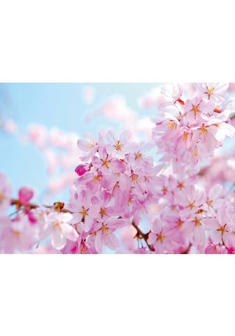  PAPERMOON фотообои »Cherry Bloss...