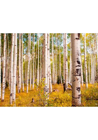  PAPERMOON фотообои »Birches в Co...