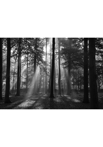 PAPERMOON Фотообои »Forrest morning в blac...