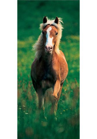 PAPERMOON Фотообои »Haflinger Horse - T&uu...