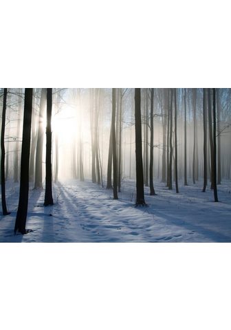 PAPERMOON Фотообои »Misty Winter Forest&la...