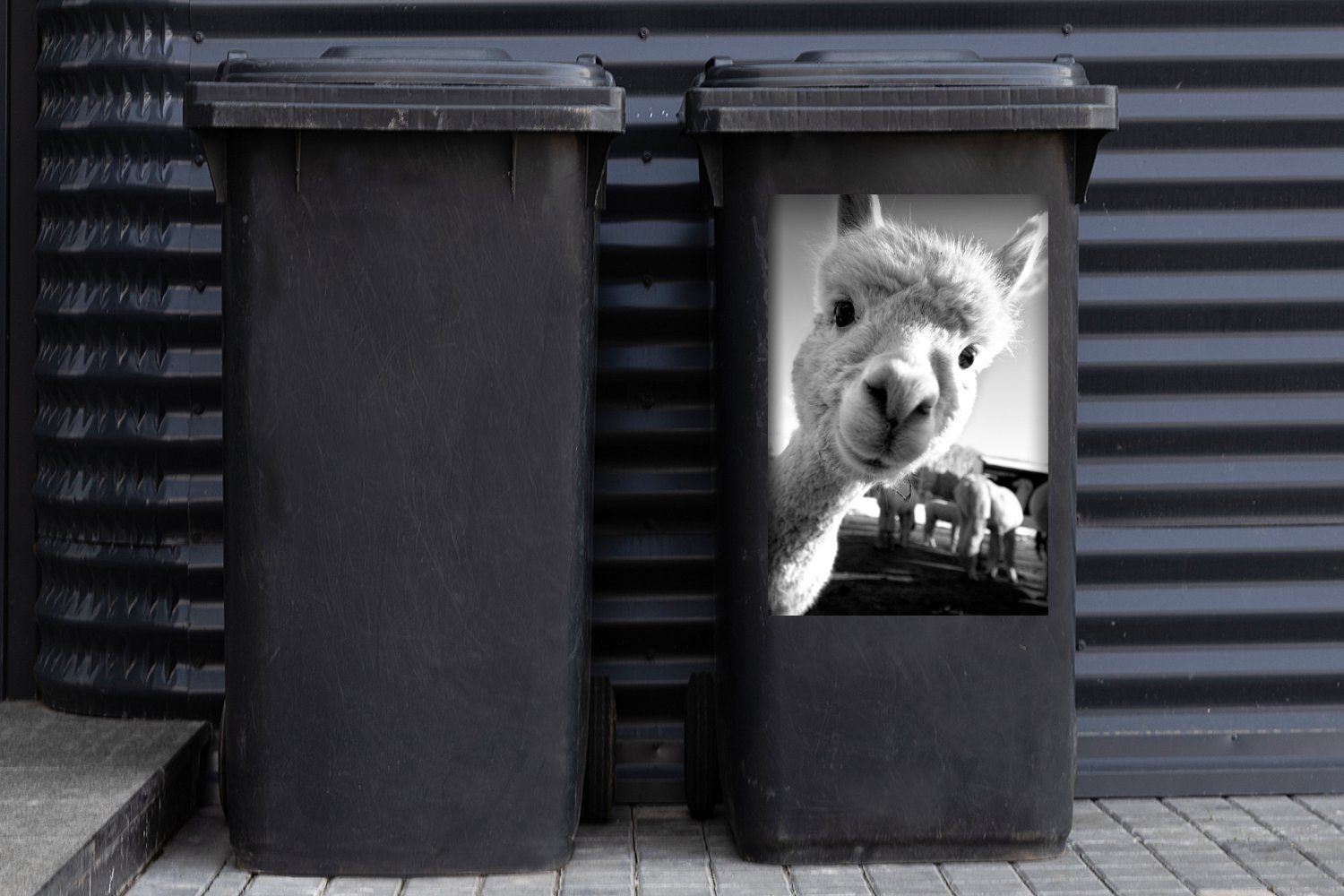 MuchoWow Wandsticker weiß die (1 Mülltonne, - schwarz Sticker, St), und Mülleimer-aufkleber, Abfalbehälter Container, Baby Alpaka in schaut Kamera