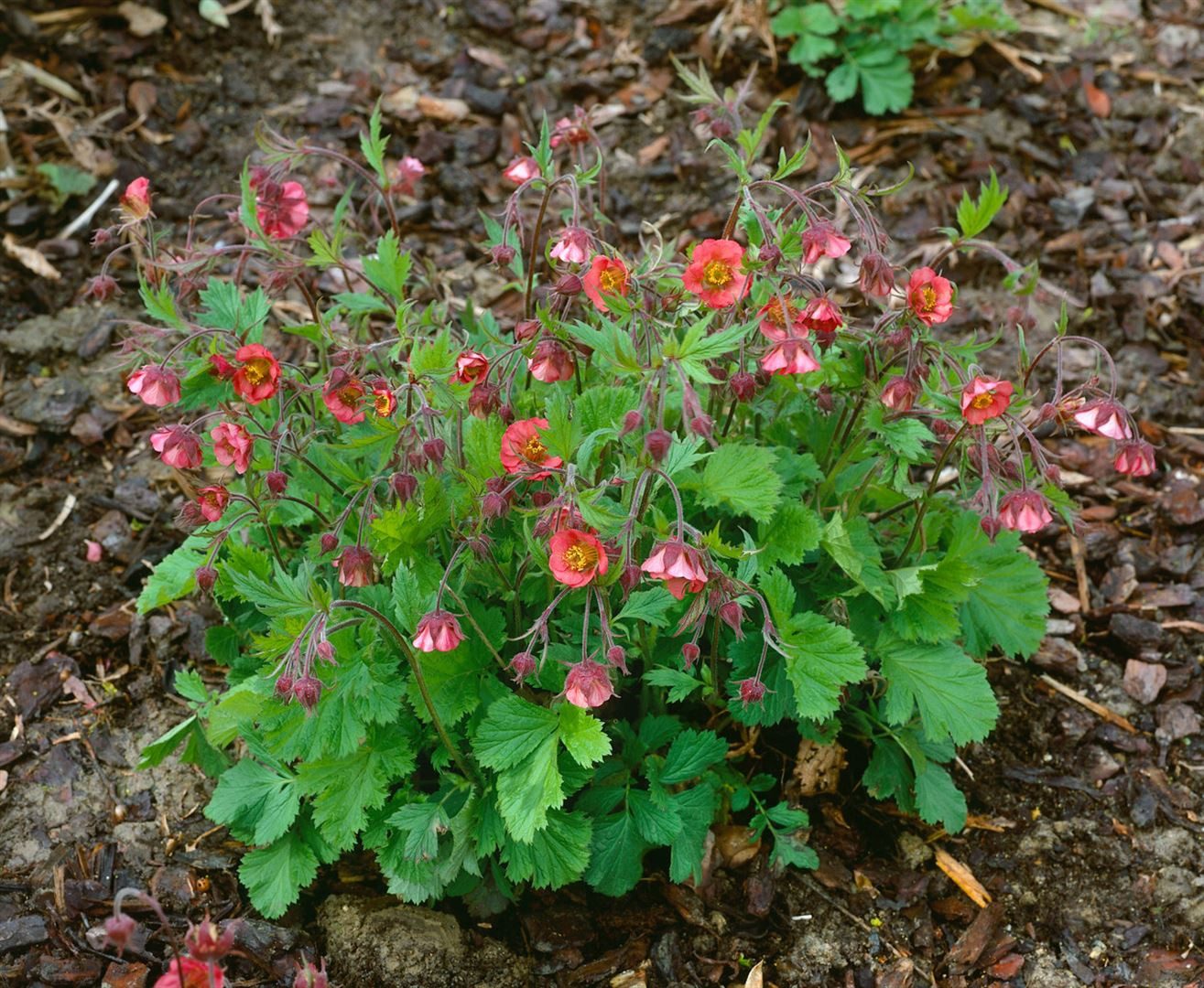 Pflanzen für Dich Staude Geum rivale 'Flames of Passion', 1 St., Bach-Nelkenwurz