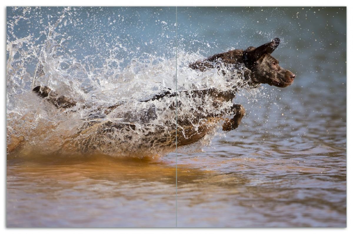 Wallario Herd-Abdeckplatte Labrador jagt durchs Wasser, ESG-Sicherheitsglas, (Glasplatte, 2 tlg., inkl. 5mm Noppen), verschiedene Größen