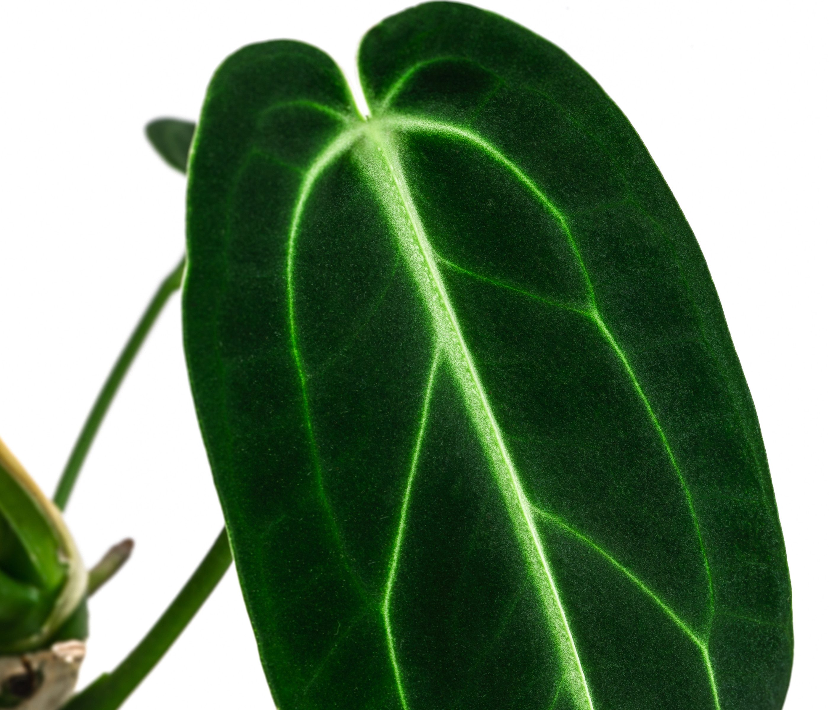 Dehner Zimmerpflanze Herzblattblume, Anthurium warocqueanum, Rarität, ca. 2 günstig online kaufen