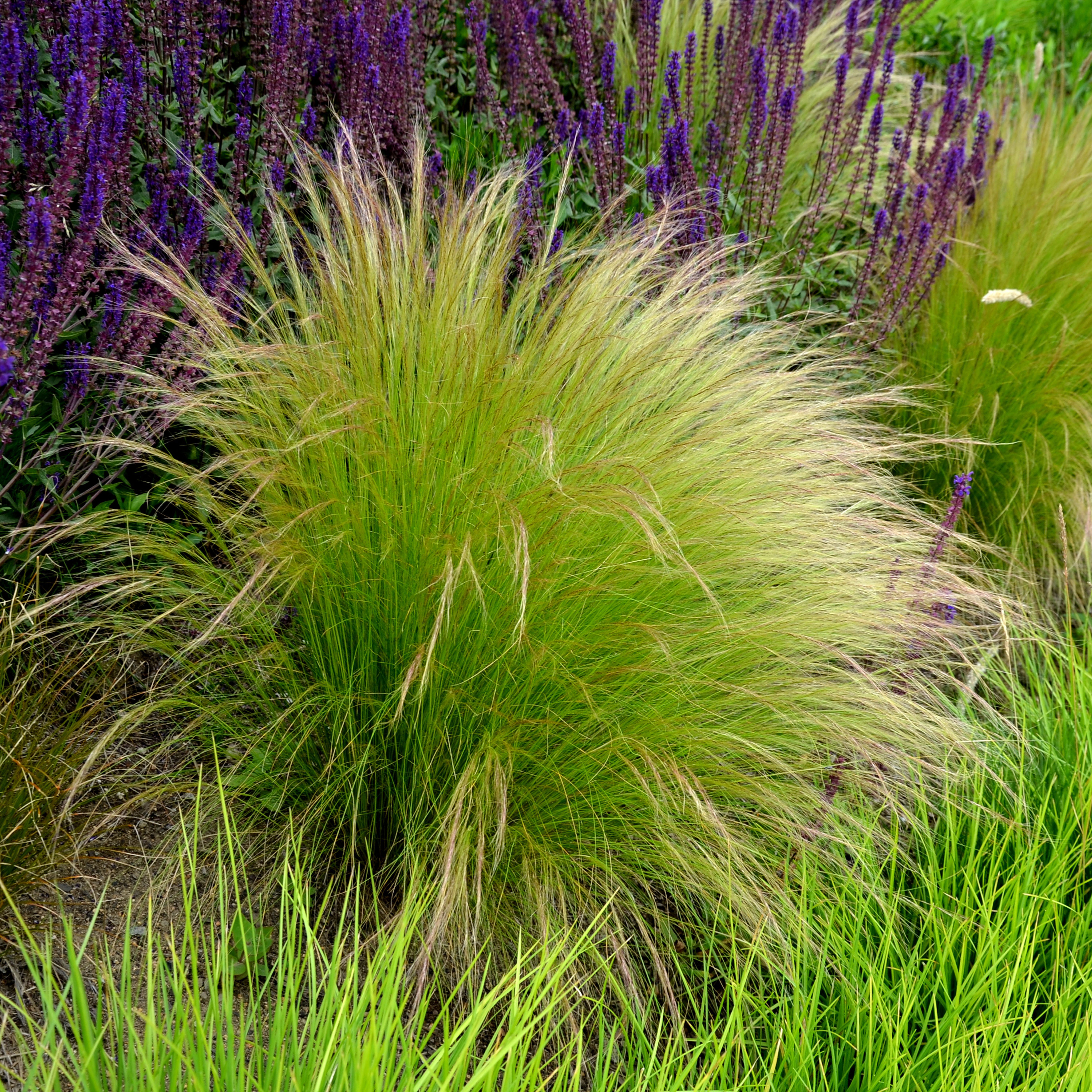 Bloomique Gräser Bloomique - 3er Set - Stipa Tenuissima Pferdeschwänze - Federgras - Zi, 3 St.