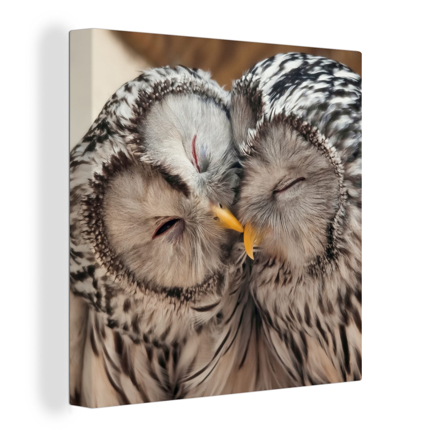 OneMillionCanvasses® Leinwandbild Eulen - Vögel - Schnabel - Familie, Fotod günstig online kaufen