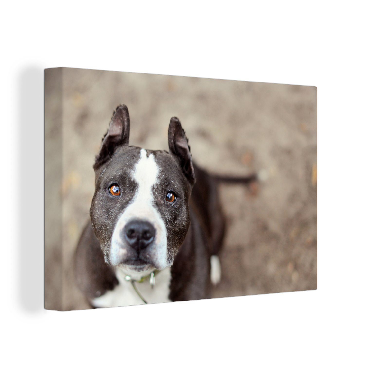 Wanddeko, OneMillionCanvasses® Terrier Ein 30x20 Leinwandbilder, Wandbild Aufhängefertig, schaut die American in Staffordshire St), Leinwandbild Kamera, (1 cm