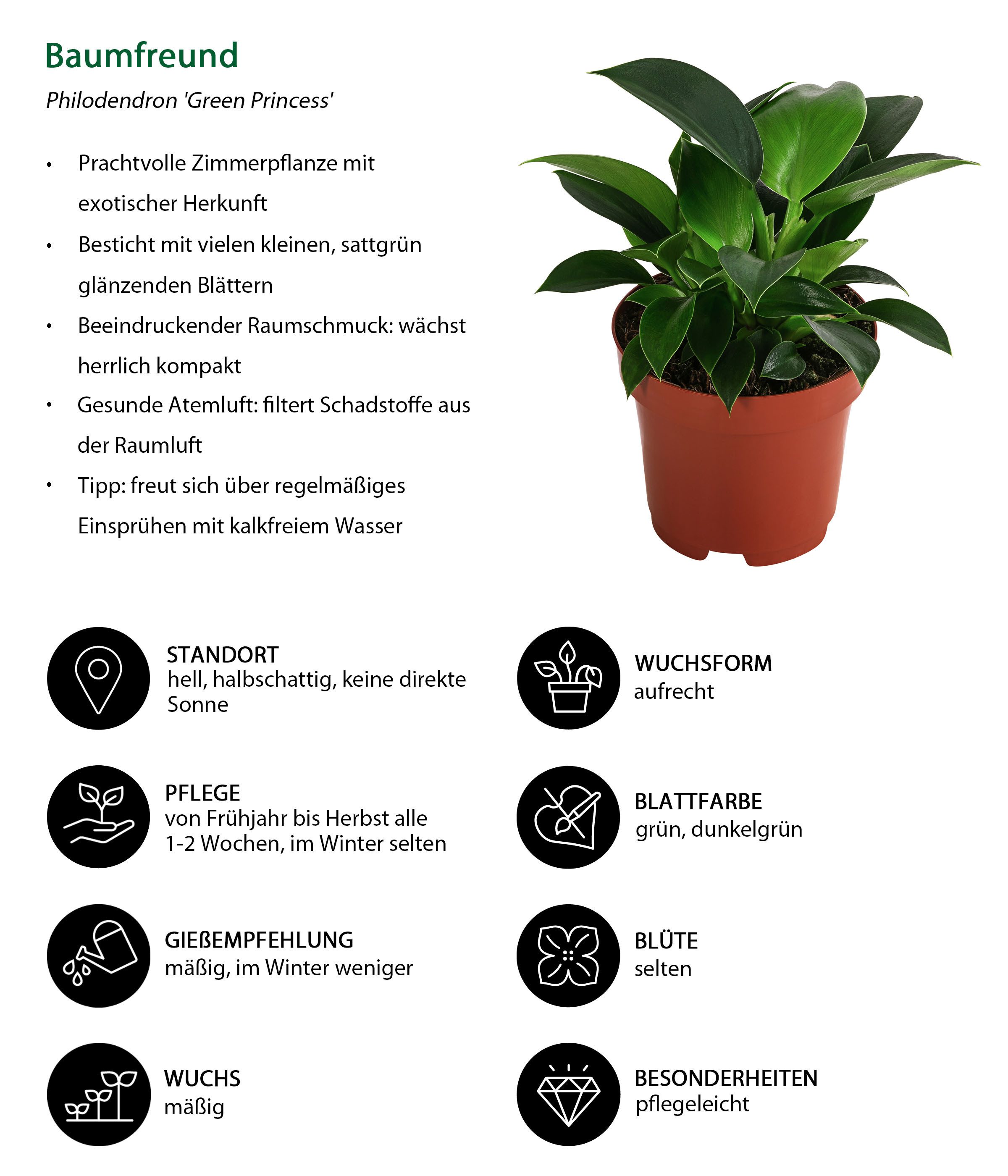 Dehner Zimmerpflanze Baumfreund, Philodendron Green Princess, 15-20 cm, Ø T günstig online kaufen