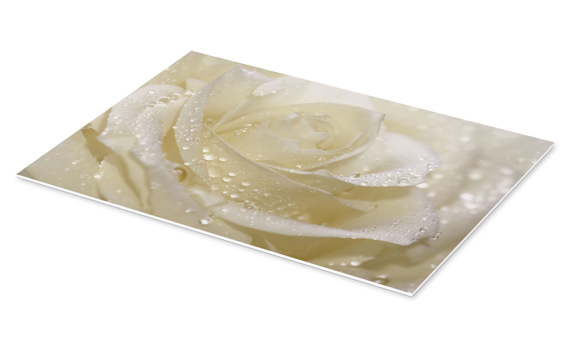 Posterlounge Wandbild Weiße Rose mit Tropfen, Atteloi, erhältlich als Poster, Leinwandbild, Wandsticker oder Acrylglasbild