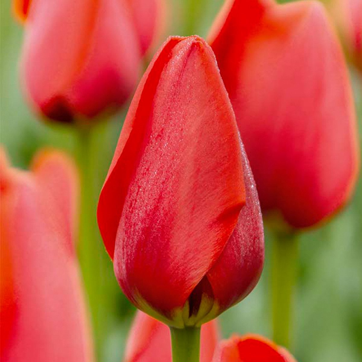 Bloomique Blumenzwiebeln Bloomique - Mischung aus 20 - Tulipa - Tulpenzwiebeln - Rot - Blumenzw, (20-St) – Bild 4 von 5