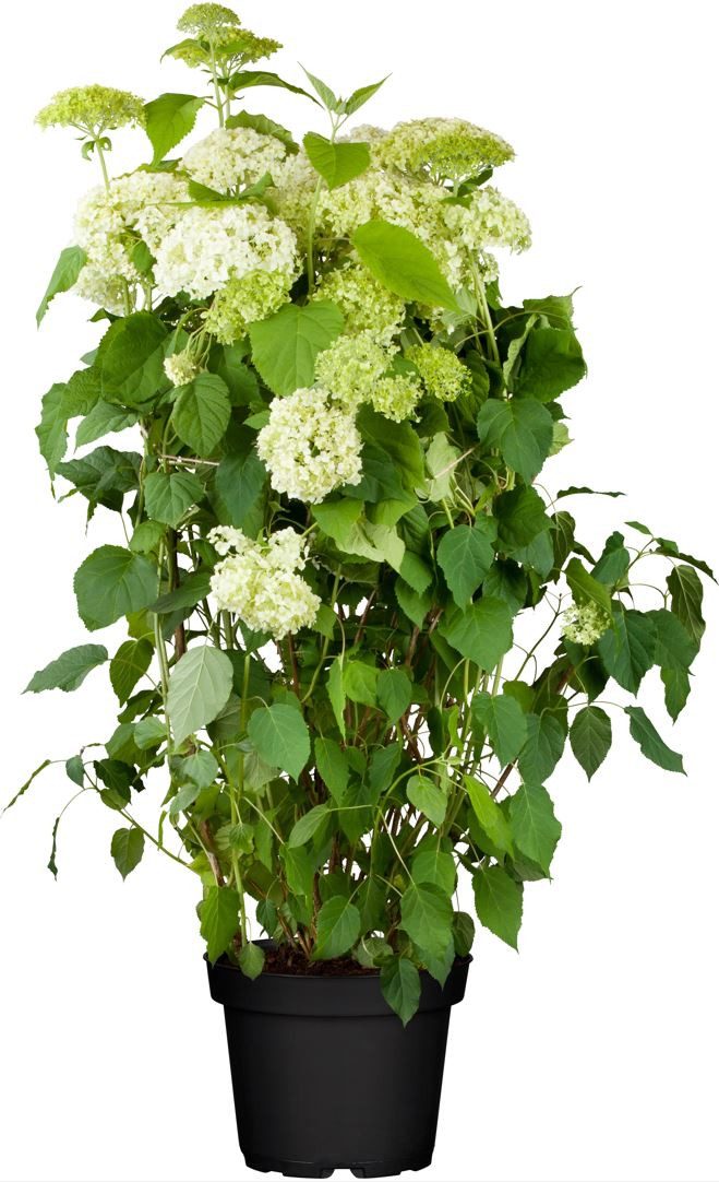 Pflanzen für Dich Gehölze Hydrangea arborescens Annabelle, 1 St., Ballhortensie, Schneeballhortensie