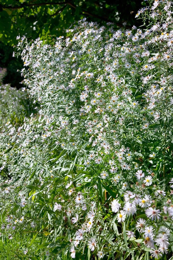 Pflanzen für Dich Staude Aster tong. Wartburgstern, 1 St., Tongol-Aster, Wartburgstern-Aster