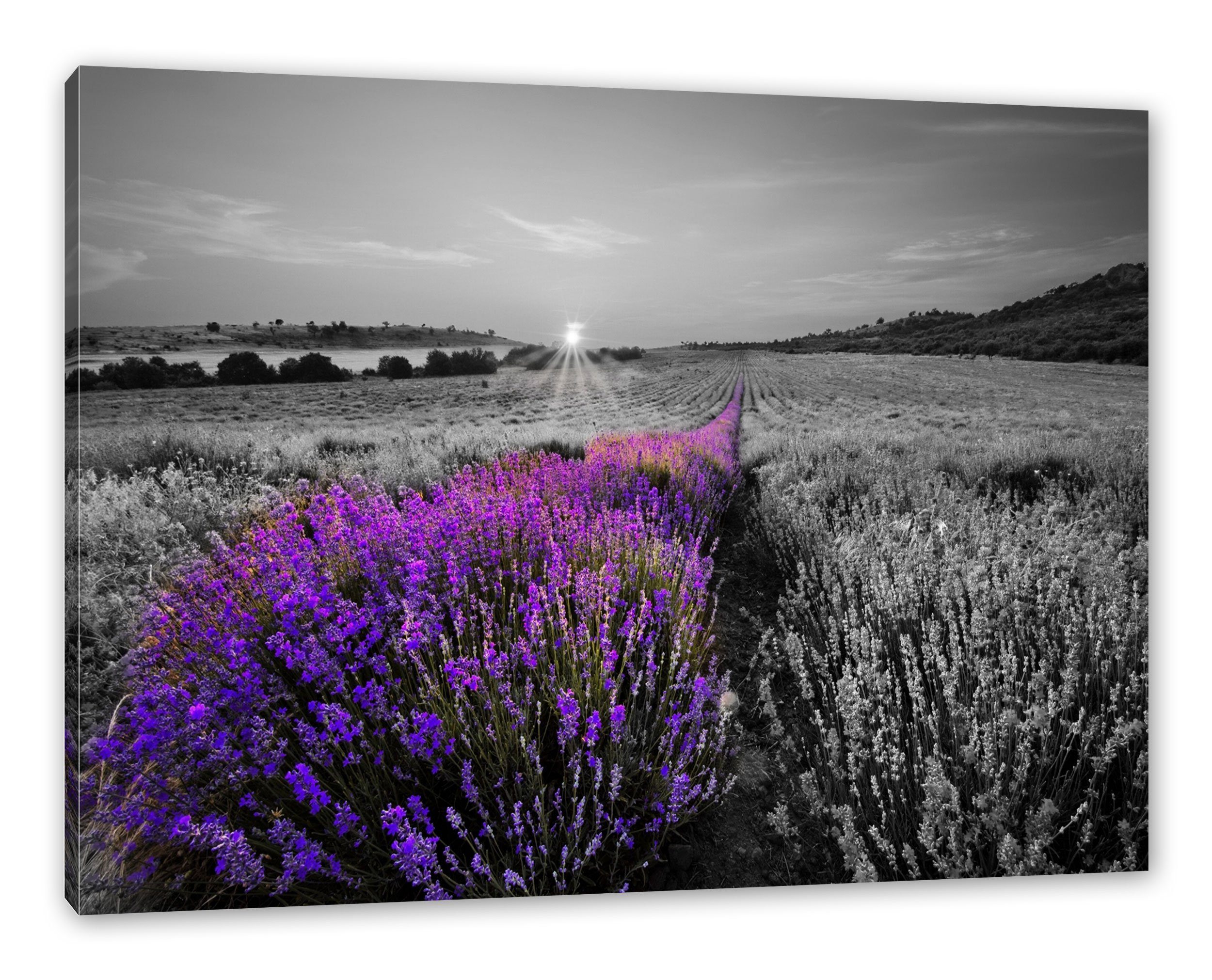 Leinwandbild Pixxprint Zackenaufhänger St), (1 fertig inkl. in Lavendelfeld Frankreich, Leinwandbild in Frankreich Lavendelfeld bespannt,