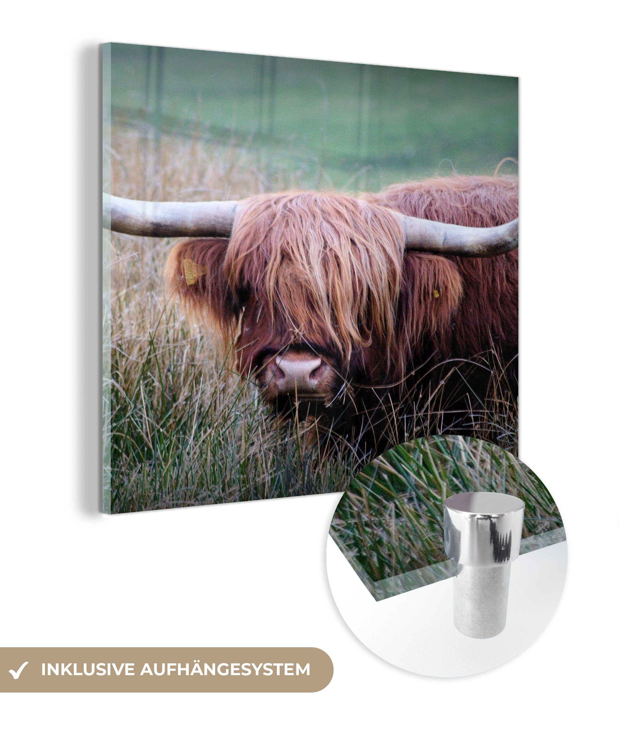 auf für - Dekorative Highlander (1 Wohnzimmer MuchoWow Acrylglasbild St), Küche Bild Hörner - Gras, Schottischer Glas &