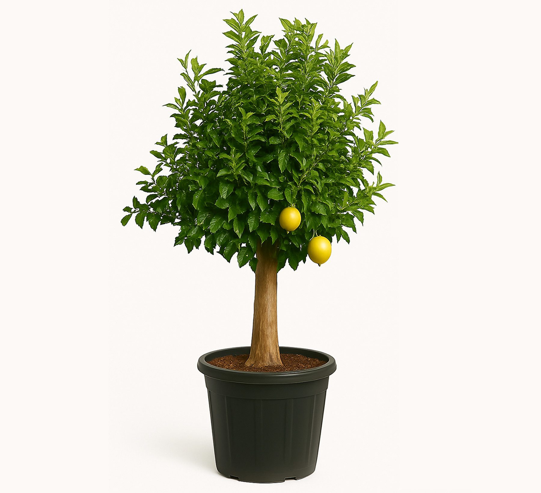 Palms-Store Zitronenbaum Citrus limon Immergrün & Winterhart ca. 150–180 cm aus Griechenland, Immergrün & duftend, Blüten & Früchte gleichzeitig