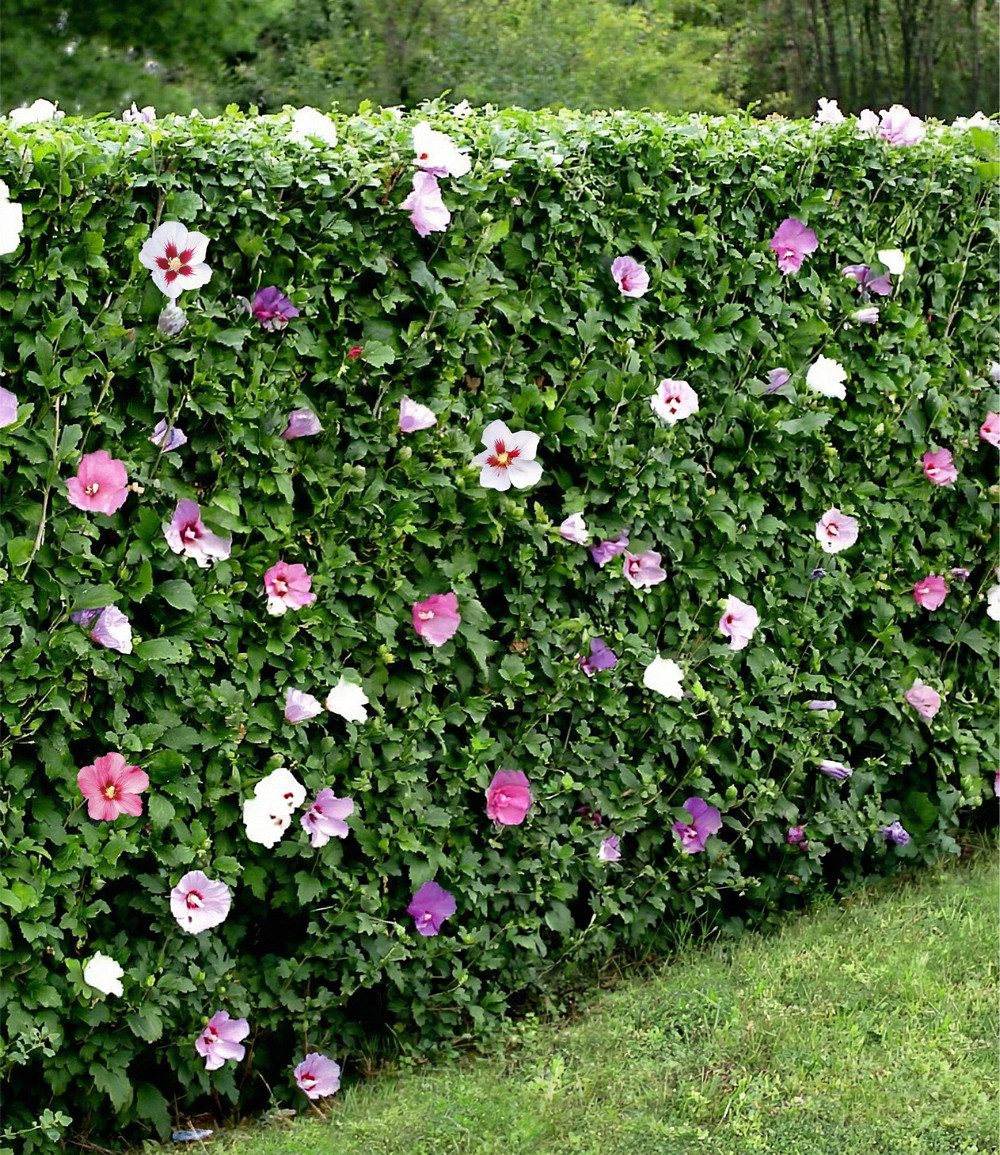 BALDUR Garten Hecken Hibiskus-Hecke, 5 St., Roseneibisch, blickdicht,winterhart, mehrjährig, pflegeleicht – Bild 5 von 5