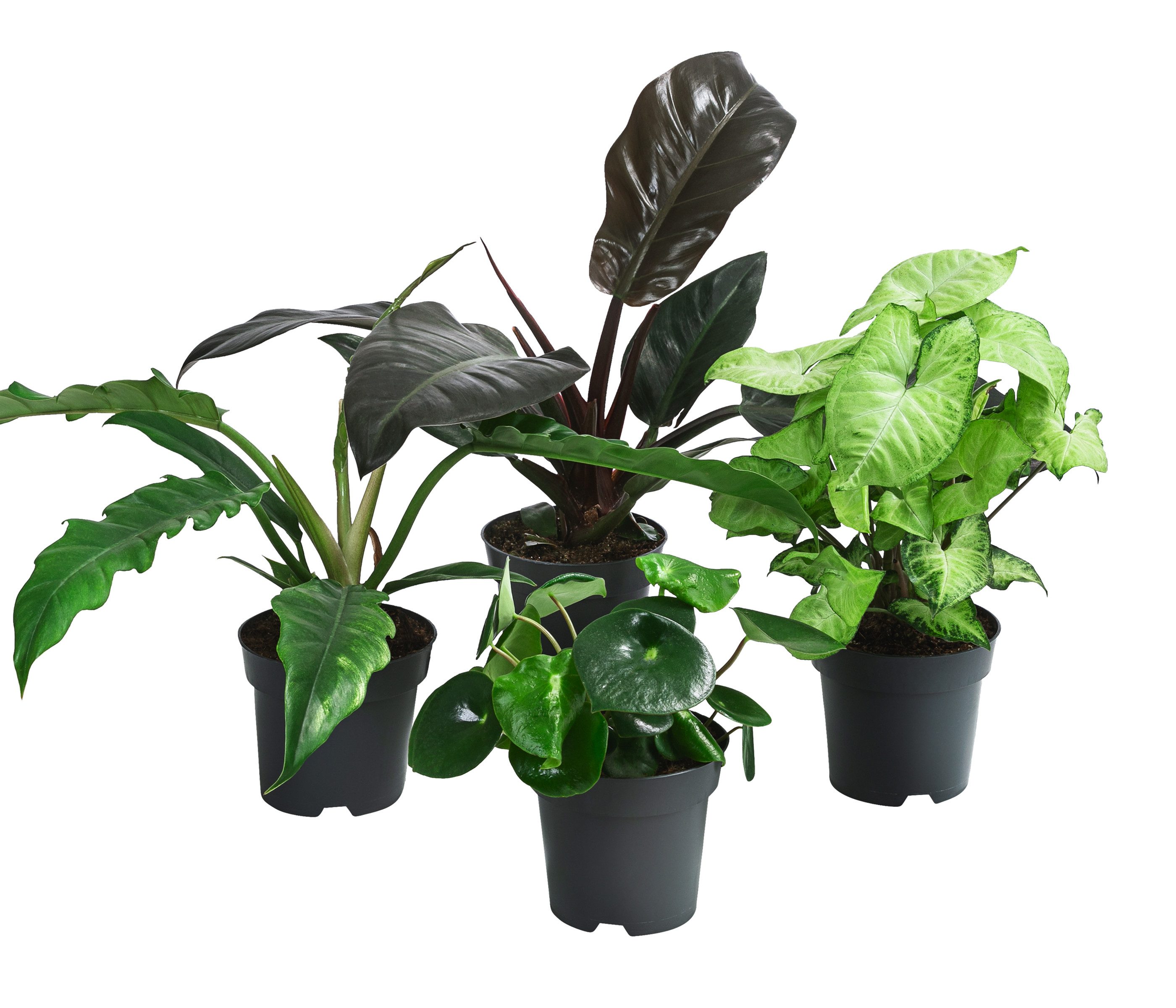 Dehner Zimmerpflanze Pflanzenset Blattschmuck, 4er Set, je ca. 39-40 cm, Ø Topf je 14 cm, Zimmerpflanzen-Variation für Dschungelfeeling
