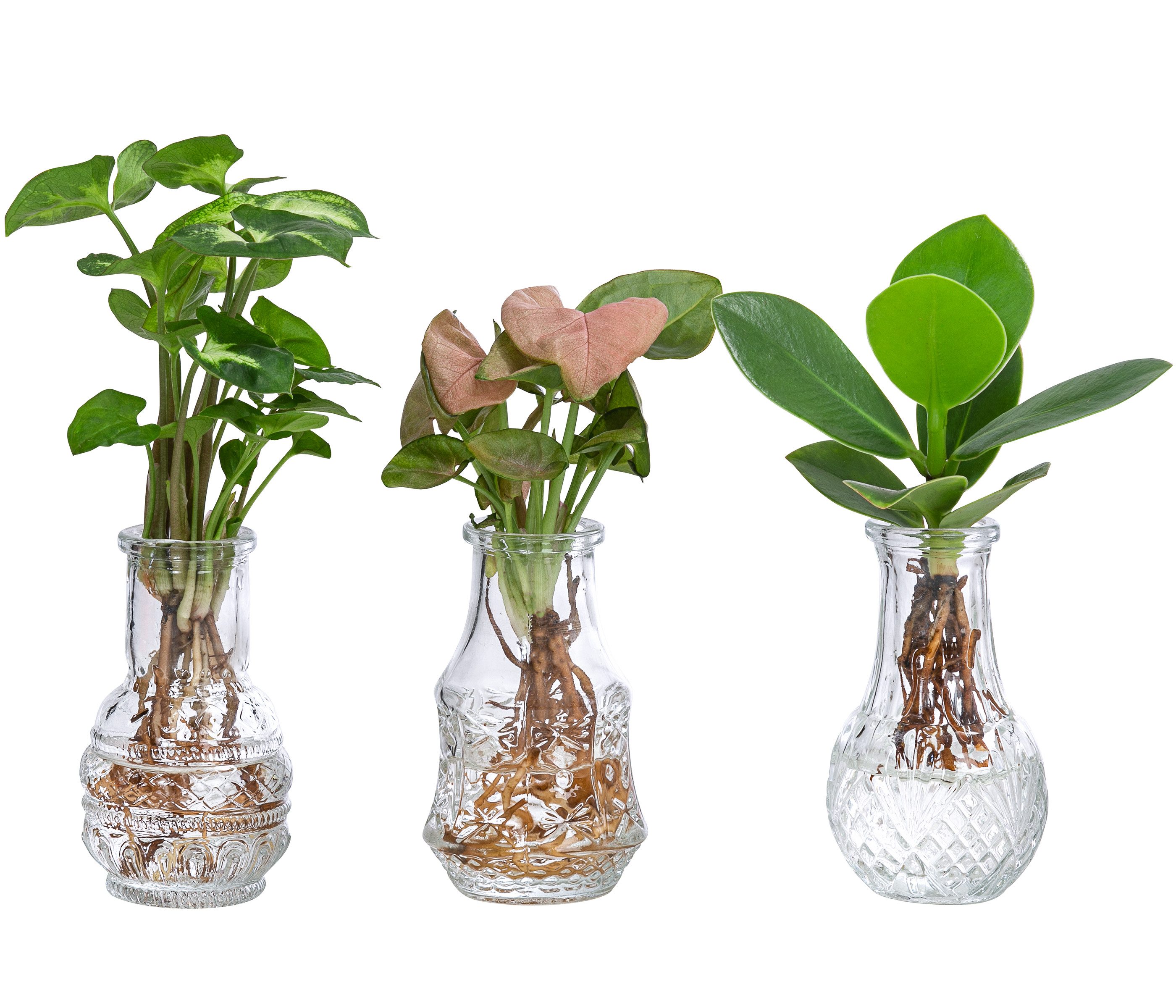 Dehner Zimmerpflanze Waterplant-Set, je 1x Balsamapfel, Purpurtute Arrow, Purpurtute Neon, pflegeleichte Водные растения in Vasen